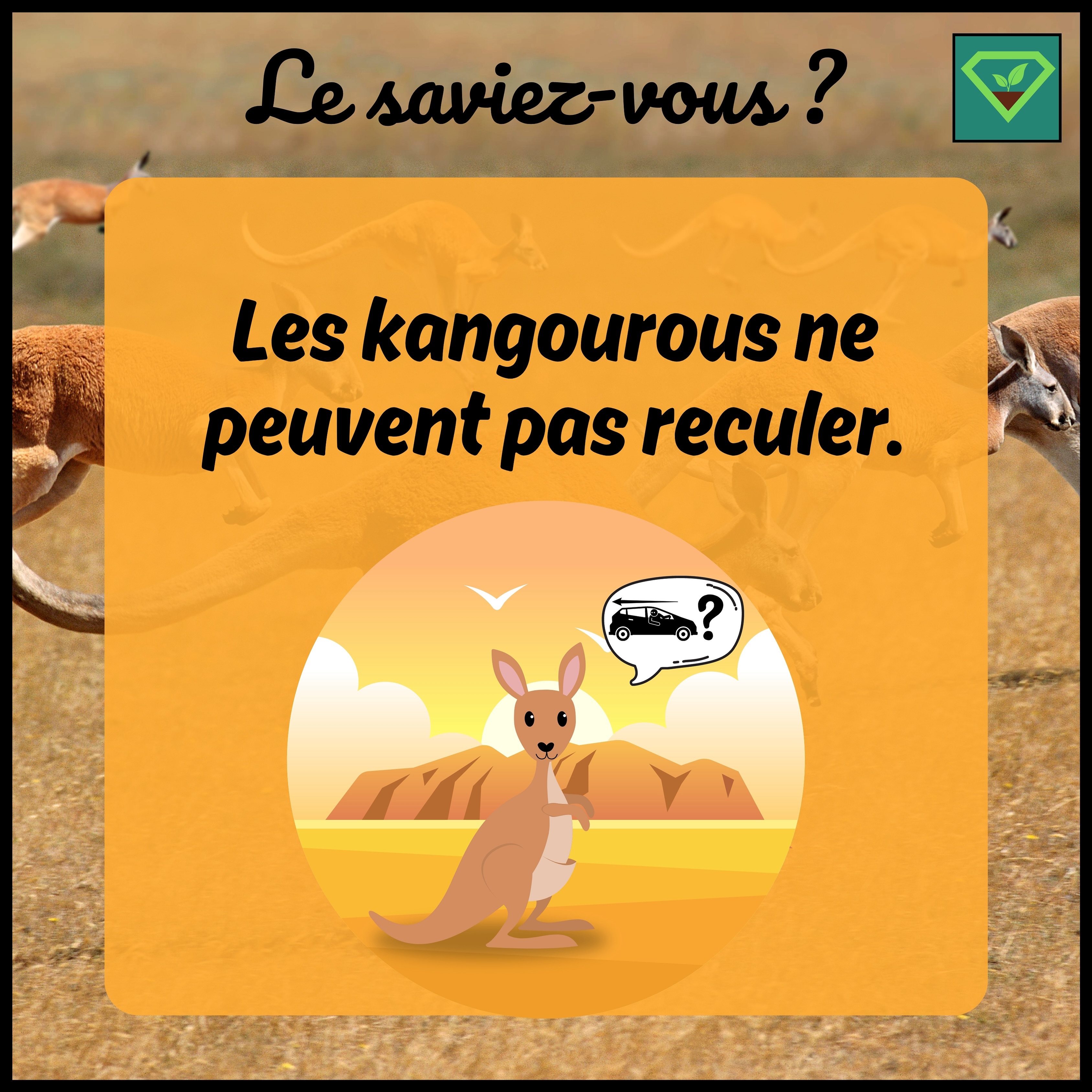 🦘🦘🦘 Les kangourous ne peuvent pas reculer : Leur structure corporelle et leur longue queue les empêchent de se déplacer en arrière. #savoir#histoire#insolite#lesaviezvous#greenisyou#funfact#info#culturegenerale#kangourou#animal#reculer#morphologie
