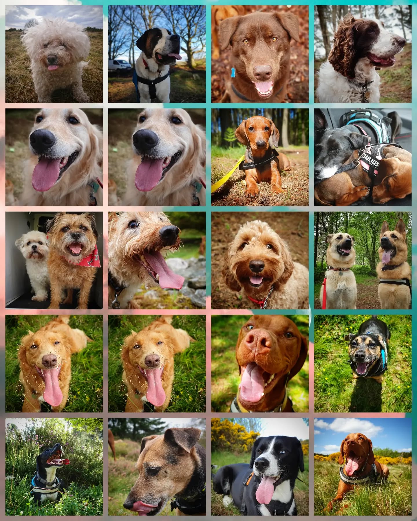 Scottie Dog Walks turns 6 today! 🥳
Thanks to all our clients past and present for allowing us to have the best time possible doing the job we love. ❤🐶
#dogwalker #dogsitting #petsitter #dogwalking #dogsofinstagram #instadogs #dogsofinsta #dogstagram #dogs #instagramdogs #dogsofinstaworld #dogphotography #scotland #aberdeenshire #aberdeen #dogsonadventures #dogs_of_instagram #dogloversofinstagram #doglovers #lovedogs #dogsdaily #dogscorner #dogslife #adventurewithdogs #pawsome #instadog #outdoors #love #work #job