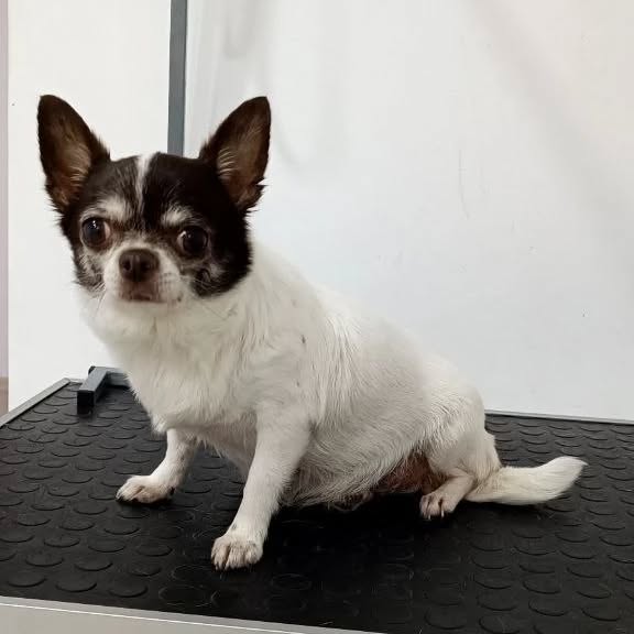 До нас завітала Кльопа на грумінг. Може ви скажете, що у цьому фото нічого такого, але її повний туги і водночас розуміння погляд в мить проймає аж до найглиших струн душі, чи у вас не так? Чи може це просто моя особиста любов до маленьких собачьонків, як у вас? Напишіть у коментах :)