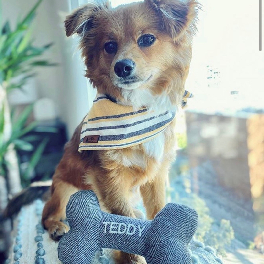 Teddy looking handsome with his Thread + Paw personalized dog toy