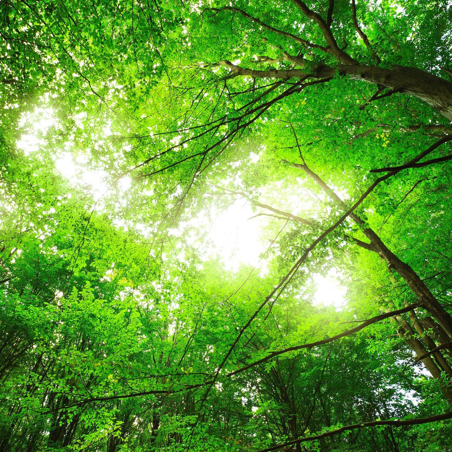 “Trees express time with a precision and beauty that are unmatched in nature. Changes in their foliage mark the passage of Earth’s seasons, while the incremental growth in their rings mark Earth’s years. Nothing more effectively indicates seasonal transitions than the tender green of the emerging buds of spring, the rich deep greens of summer, the multi-colored leaves of autumn, or the delicate filigree of snow on tiny twigs after a winter storm. We are inspired by trees’ relationship to time: the great age they can attain and the fierce disturbances they can endure.” From the book ‘Between Earth & Sky: Our Intimate Connections to Trees’ by the phenomenal canopy specialist and author Nalini Nadkarni
Subscribe to @_trees_are_awesome for more inspiring nature content and to connect with easy ways to plant trees around the world.
One of the easiest ways to increase our future forests is to help plant trees by switching your web browser to @Ecosia to plant trees for free while you search the web. Ecosia.org is the ‘search engine that plants trees’ by donating 80% of their advertising revenue to effective tree planting projects around the world with a focus on biodiversity hotspots.
#trilliontreescampaign #trilliontrees #reforestation #generationrestoration #sunlight #sunlightbrilliant #sunbeams #photosynthesis #leaves #leaveslovers #wildnature #naturebeauty #naturetherapy #givebacktonature #nature_inspiration #naturebeauty_pix #naturemeditation #natureinspiredbeauty #mothernaturerocks #naturephotography #jawdroppingshots #treeplanting #planttrees #treeconnection #treephotography #forestphotography #landscapelove #treeloves #loveforests #treespirits