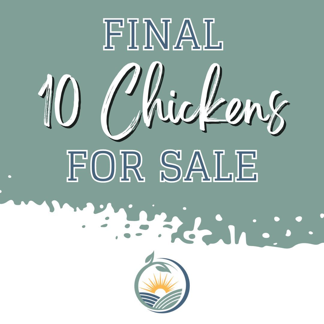 We have had a GREAT chicken reservation turnout, and we are down to our final 10 chickens!! If you've been waiting to reserve, do not delay - go to countycornerfarm.com/chickens right now and claim yours! 🐔