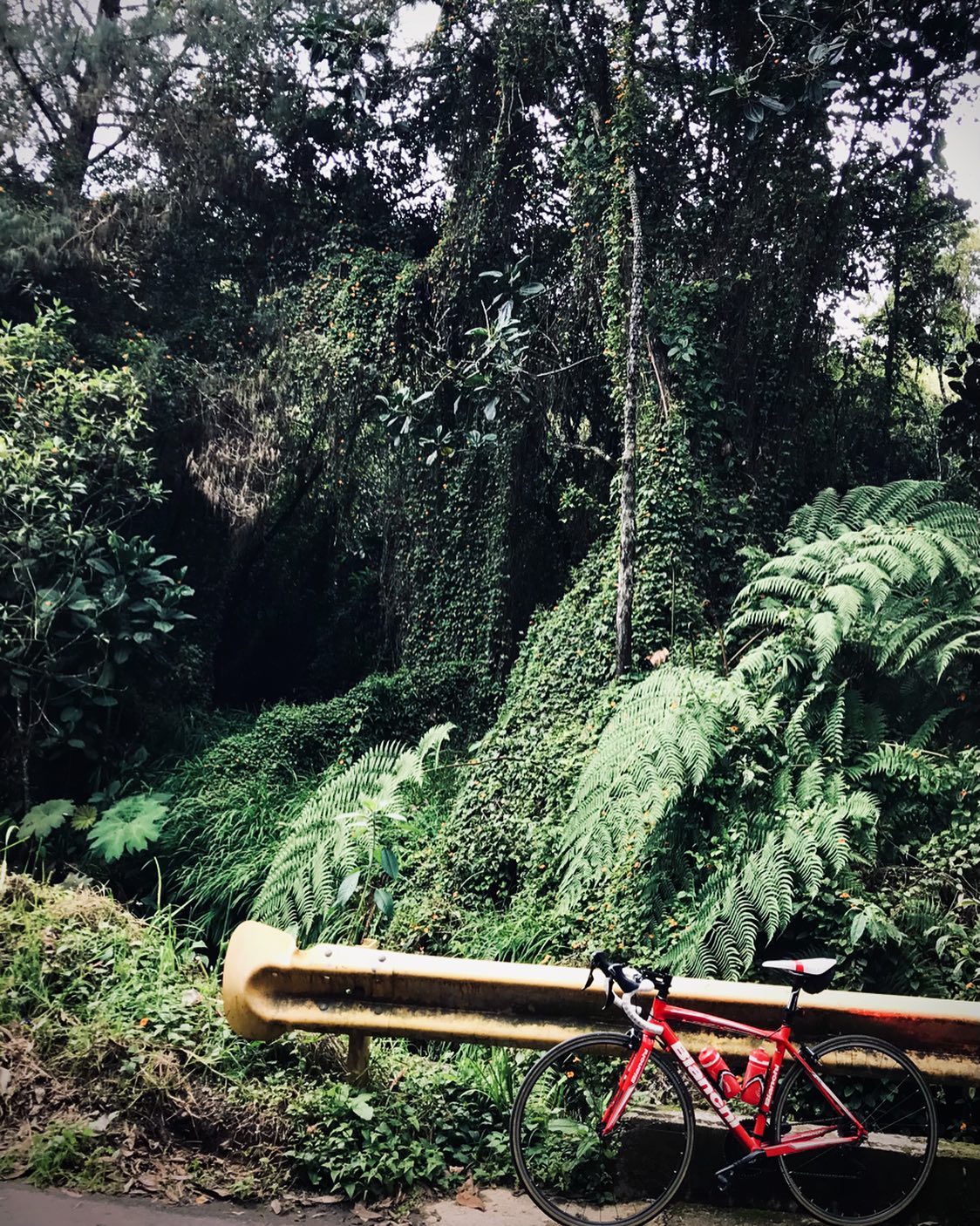 Wild nature… and paved roads! 😎
•
•
•
•
•
#cyclingculture #insearchofup #cyclingmemories #roadcyclingpics #ridelots #lifebehindbars #roadporn #whyiride #roadslikethese #cyclingporn #fromwhereiride #beautyofcycling #cyclingphotography #whereiride #outsideisfree #wymtm #switchbacks #instaroads #mountainpass #fromwhereweride #cyclingadventures #roadcyclist #cyclingshots #roadstotravel #mountainphotography #roadstoride #natgeotravels #cyclingtour #cyclingholidays #cyclingaddiction