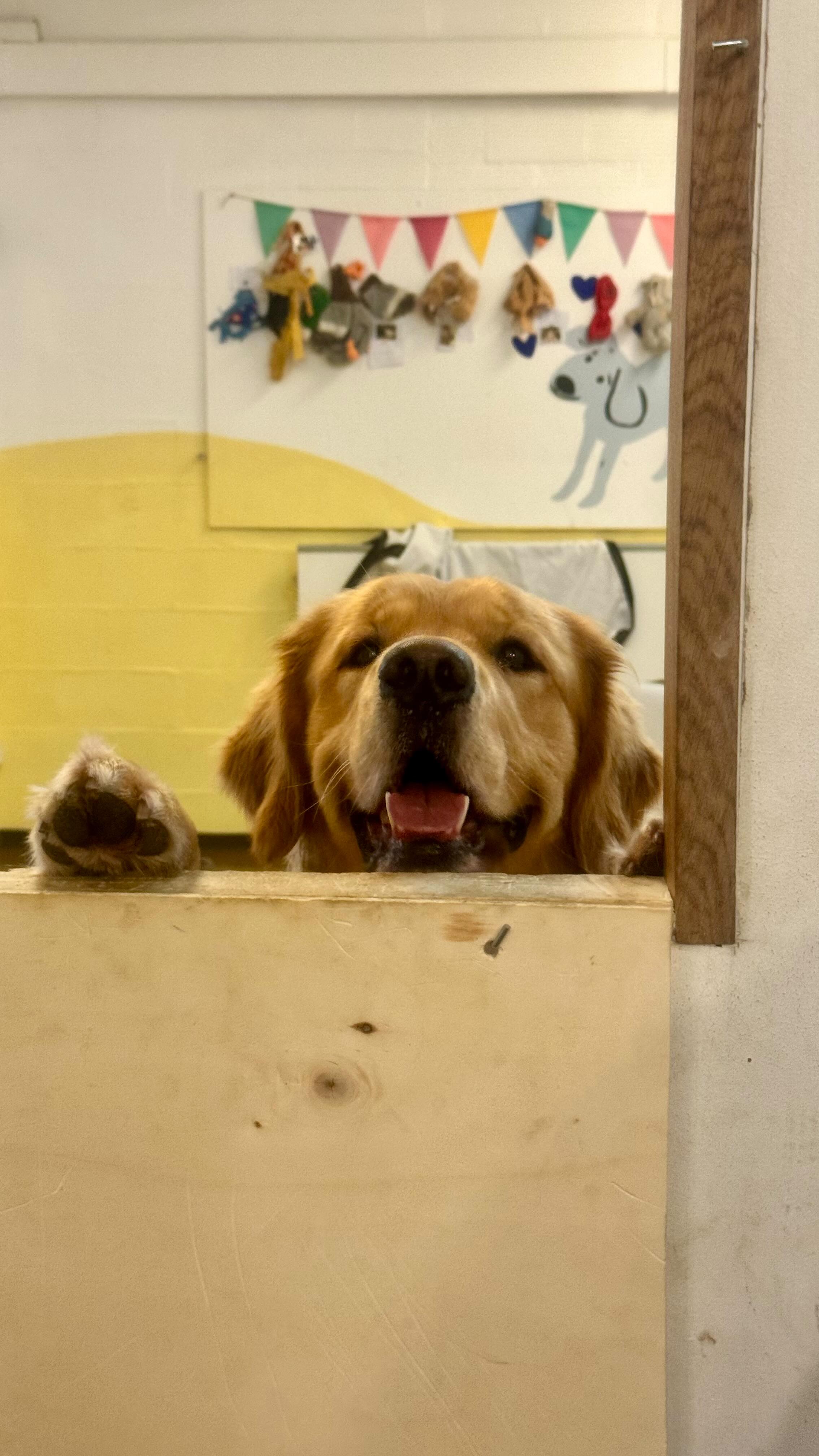 Golden Retrievers are like a boost of sunshine!
If you need an instant surge of joy, find yourself an Urus who will bombard you with love ☀️🧡
#dogdaycare #woofybeaulieu #goldenretriever
