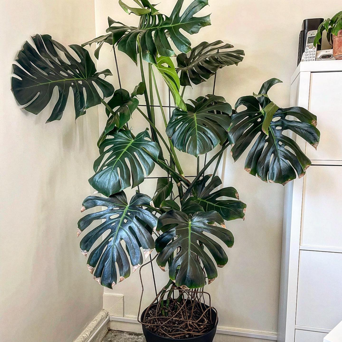 The newest LASHFOX employee 😘