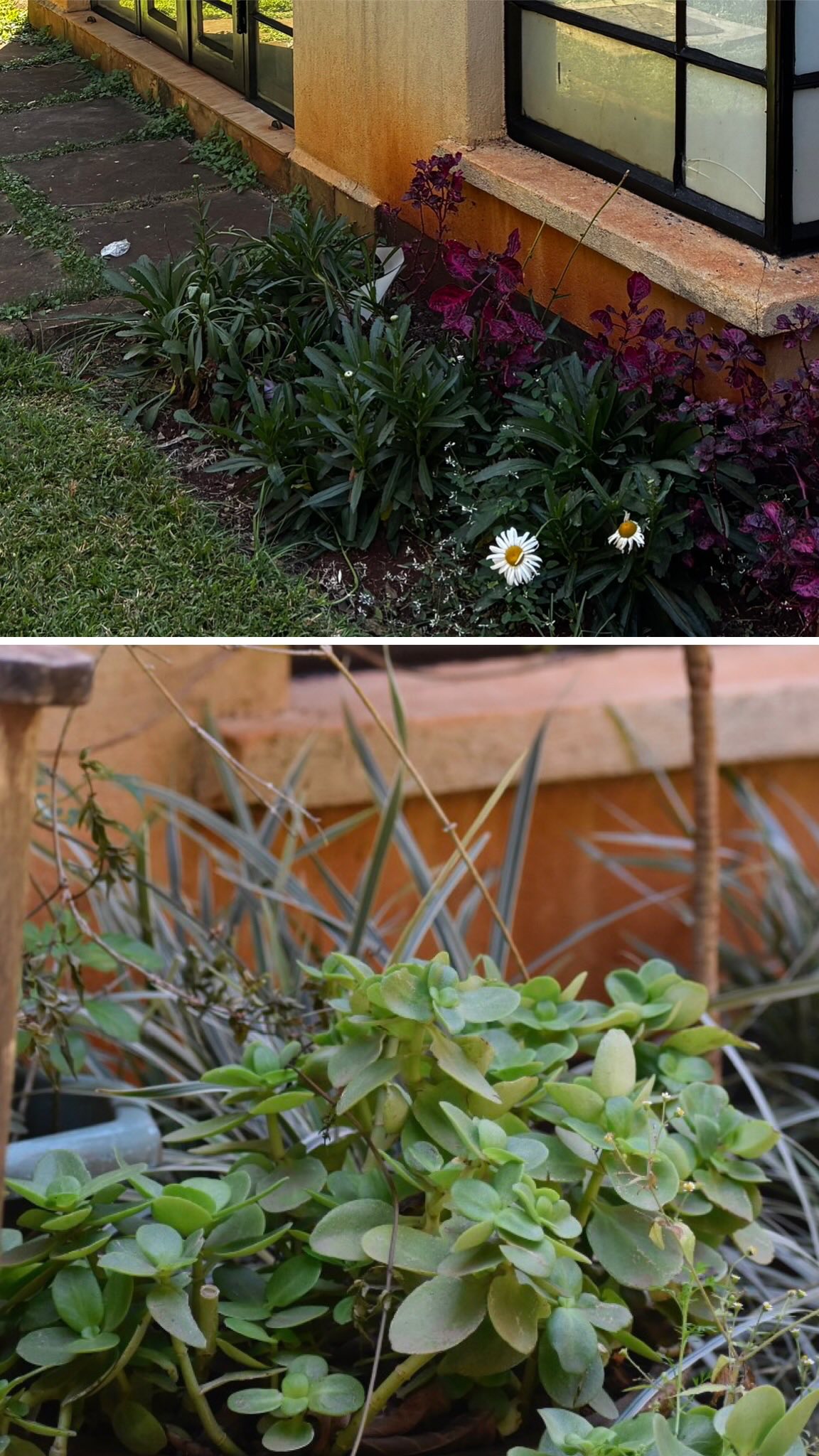 Gosh, changing up this place felt so vital, giving it a full uplift and a fresh, vibrant energy. I already love this little corner so much, and it’s only just getting started. Can’t wait to watch it unfold over the next few weeks and months. Super simple, using a mix of existing plants and a few new additions 🪻🌾💦🌿🐝