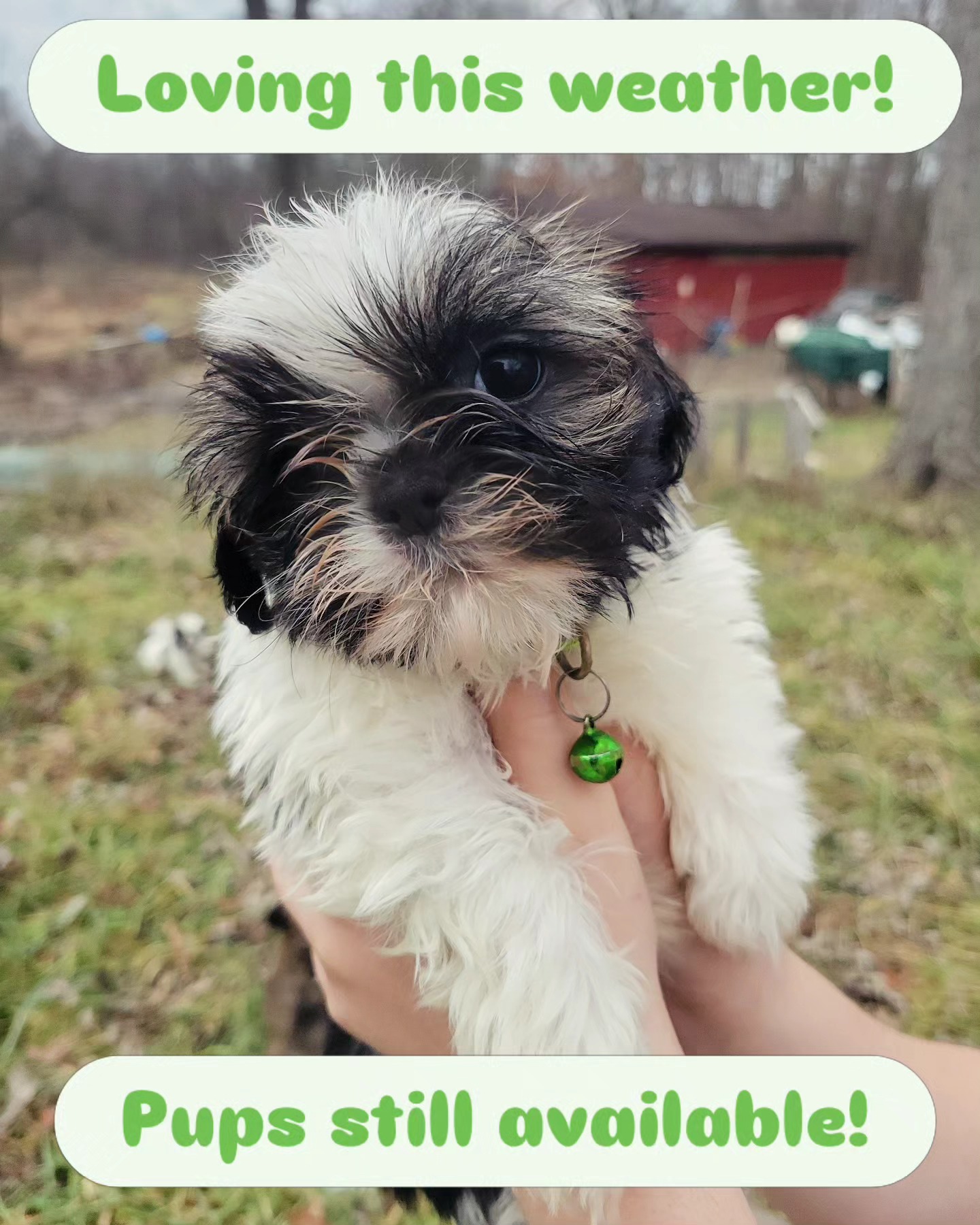 This weather has been perfect for getting the pups acclimated to the outside! We're all loving it.
Today they were out all day with the adult dogs: seeing neighbors, seeing cats, learning when to bark, finding sticks and leaves, and ingeneral just learning how to be great little Shih Tzus. They'll be coming in after dark so that they can understand how to handle that, too. It's not easy making sure these pups are ready for everything before they go to their new forever homes, but we do as much as we can!
They'll be ready to go to their new homes on January 24th - reach out to us and find your new fluffy fur friend!