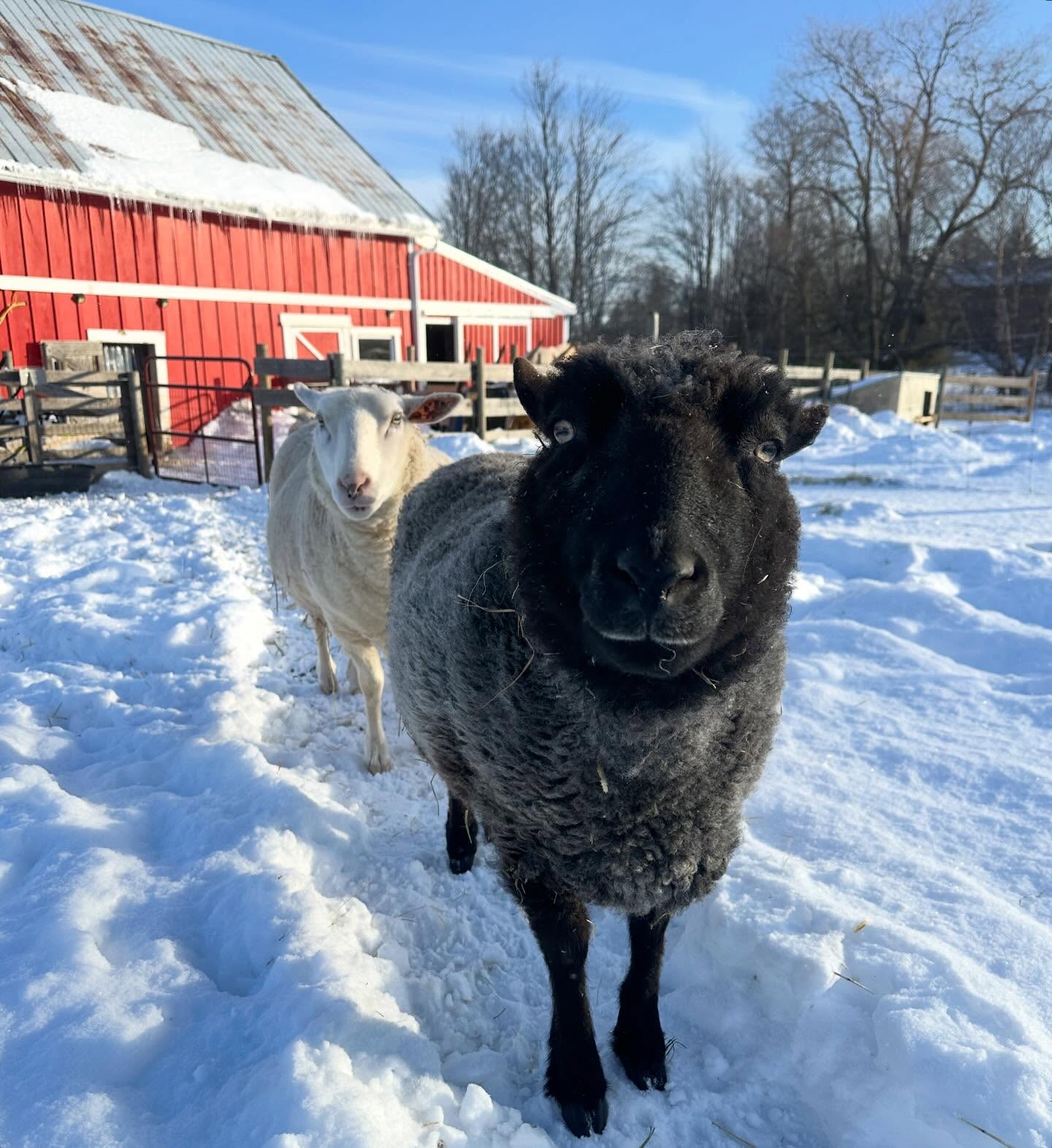 Mary is the first sheep we took in, along with her brother John, who sadly lost his life to lymphoma last year. Mary loves people and is often the first one to come over and say hi.