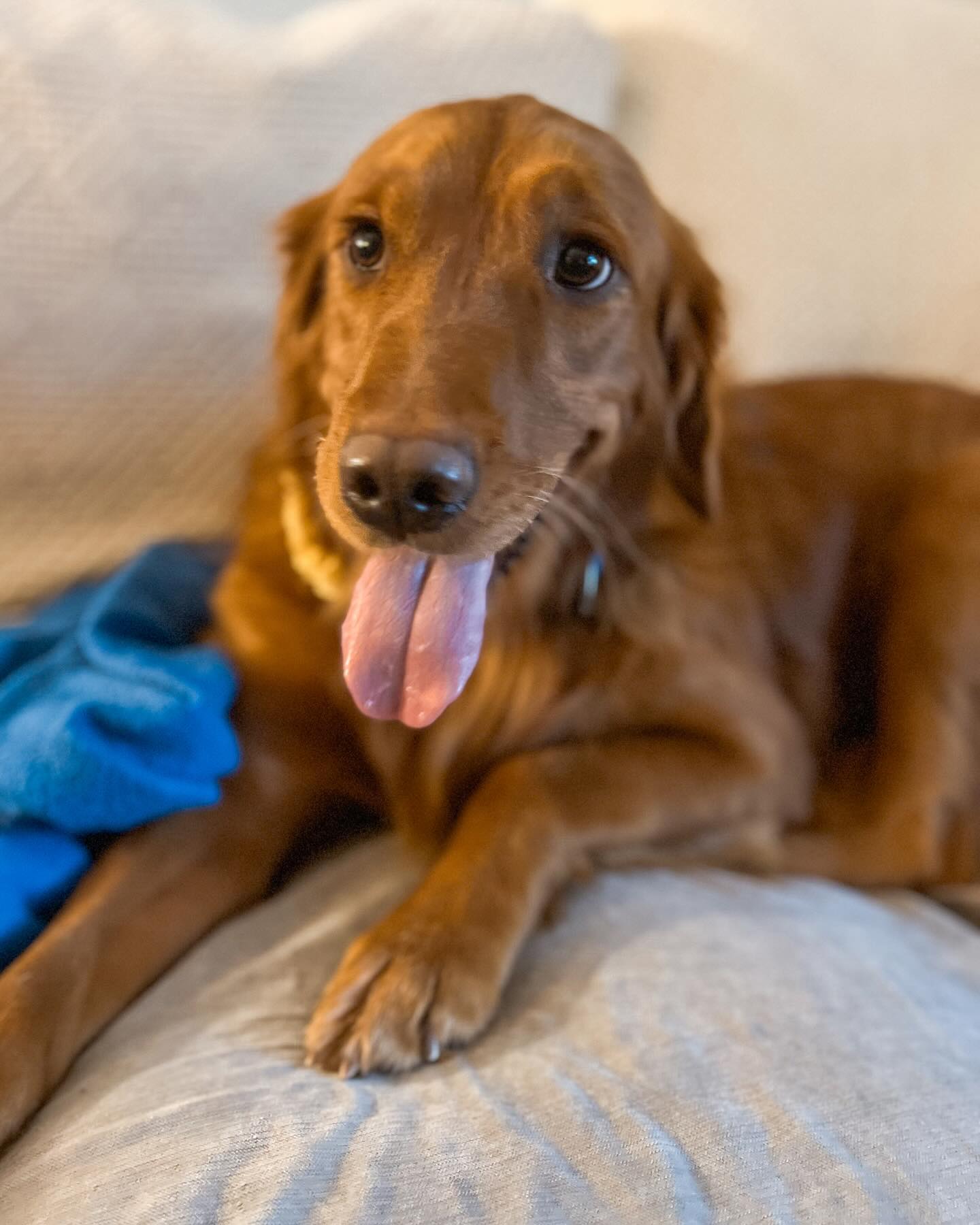 When I first started my Dog Training business, I was often told that, overtime, you discover your niche. For me, that niche has become clear – working with shy and fearful pups. This sweet girl is one of my current clients, and I can’t even put into words how much joy it brings me to see her progress every other week. She was rescued from a puppy mill, where she spent the first four years of her life as a ‘breeding female.’ Watching her transformation has been a true reminder of why I love what I do.