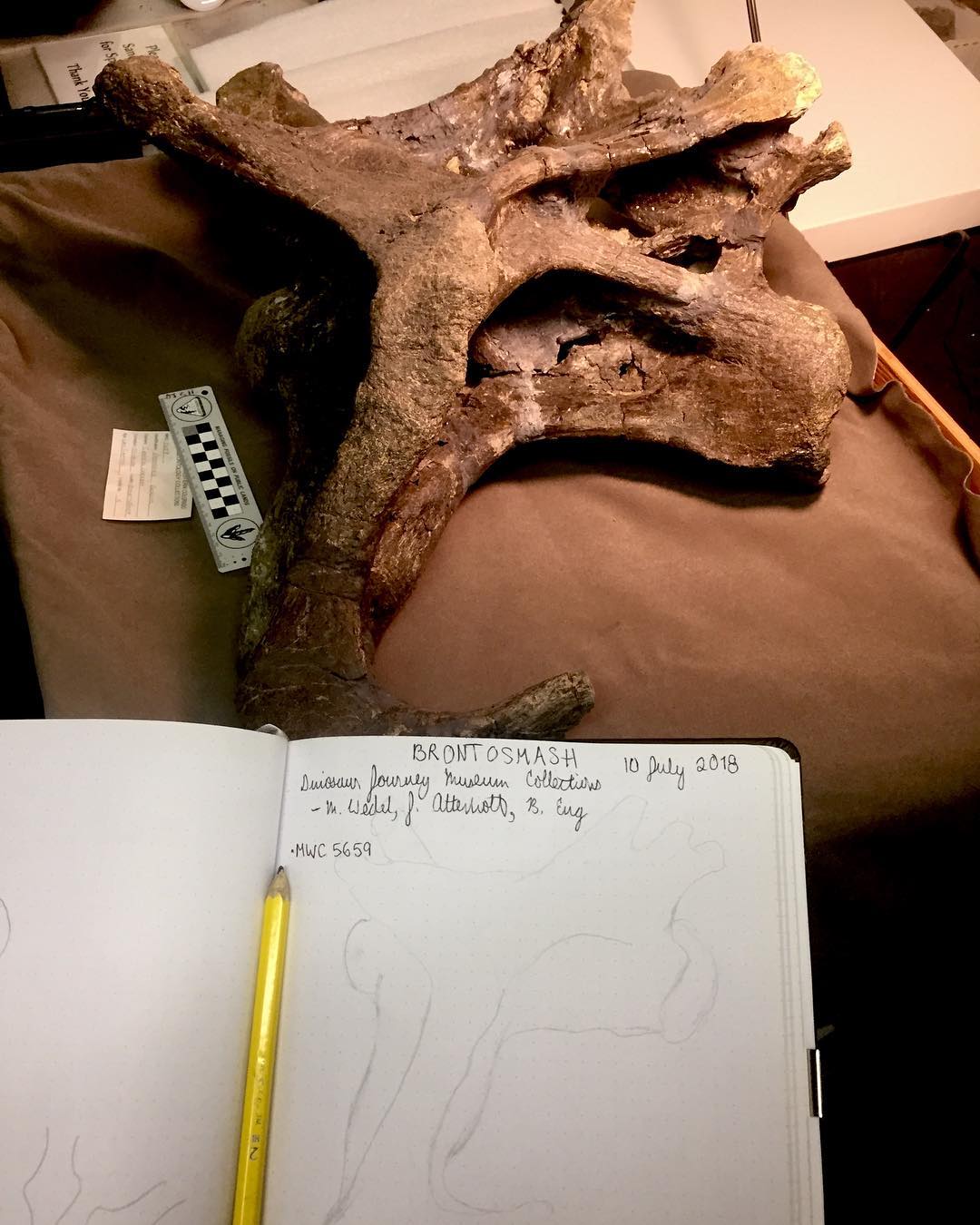 Sometimes there is confusion about #paleontology as a #science because we don’t always do experiments in a lab. This is because the earth has essentially already run lots of cool experiments for us! Fossils and geological clues are the data we collect and make our observations from, after formulating a research question and #hypothesis just like any other #scientist. .
Here is a shot of paleontological observations in action. With my colleagues, I am studying the #vertebrae of long-necked dinos (#sauropods). Pictured here is a #cervical vertebra (neck vert) from Apatosaurus. Our observations consisted of photographing and drawing the specimen, as well as taking measurements. In this case we’re looking for evidence that these animals were using their necks for battle, which we find in the form of the robust sticky-outy club you see projecting from the bottom of the vert. .
Shout-out to Matt Wedel (svpow.com) and Brian Engh (dontmesswithdinosaurs.com and Brian Engh Paleoart on Youtube) for letting me help out with this project! You guys are awesome collaborators and even better friends.
.
#scientificmethod #brontosmash #teachersofinstagram #ladyscientist #womeninscience #fossil #apatosaurus #apato #sauropod #dinosaur #dino