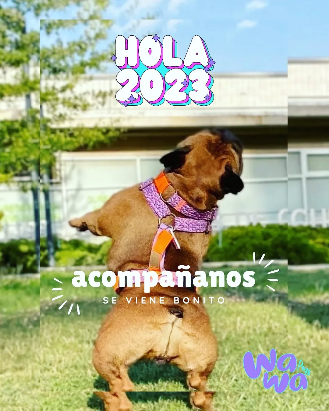 Hola 2023!🐾 se viene con todo 🐾💖
GRACIAS por ser parte de La Wawa
Familia🐾