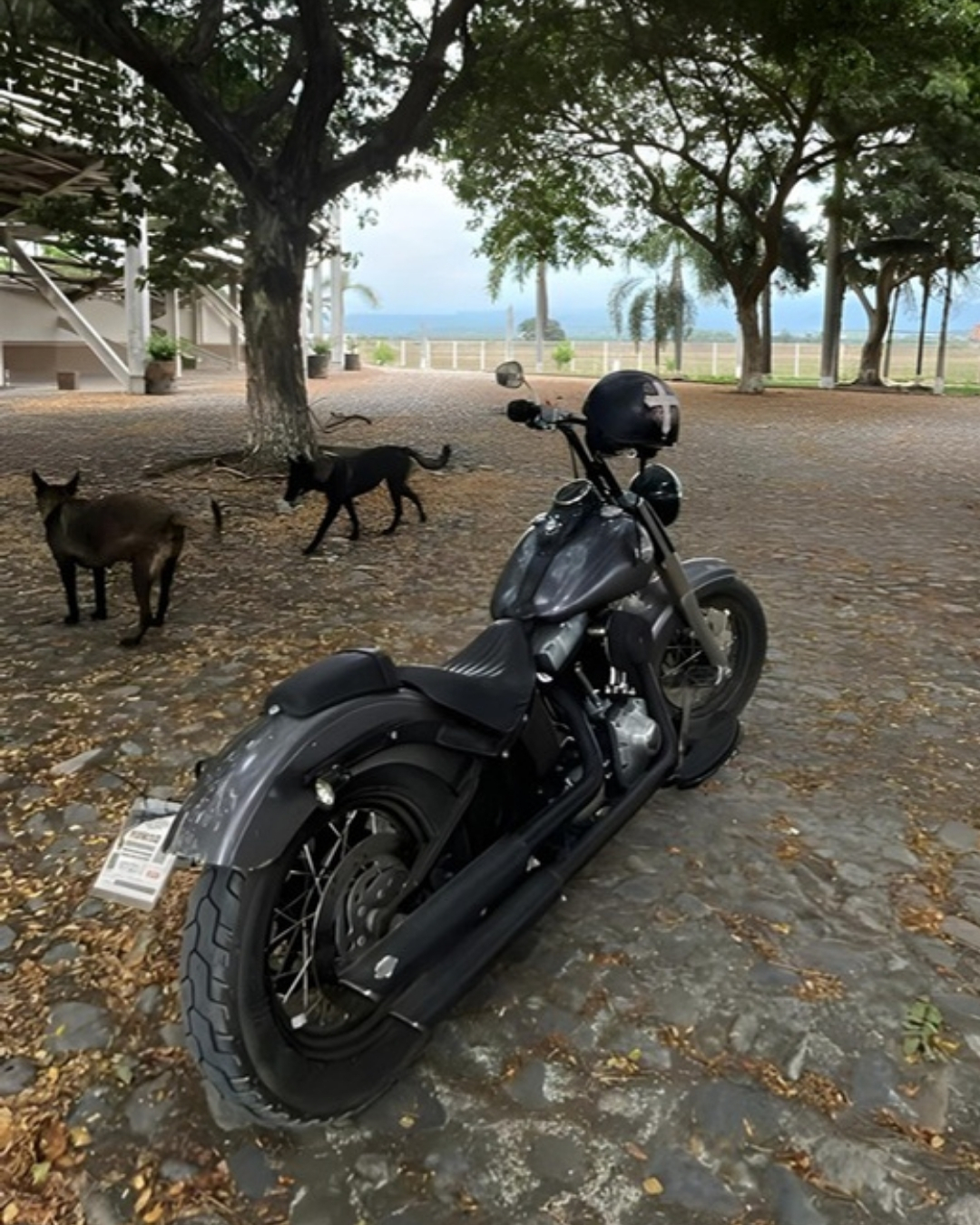 When was the last time you rode a Harley Davidson? 🏍️🔥
Imagine the open road. The feeling of the engine's roar. That's the kind of freedom that only two wheels can give you.
Puerto Vallarta is here, waiting. Whether you’re riding with your crew or chasing the horizon solo, the road never forgets.
📍 Call us or book online. Let’s make this ride one to remember.
📞 +52 322 384 5318
🌐 www.slavesoffreedom.com
#RideHard #PuertoVallartaOnTwoWheels #FreedomNeverFades #motorcyclerentals #motorcycle #mototravel #mototrip #seasonoffreedom #harley #puertovallarta