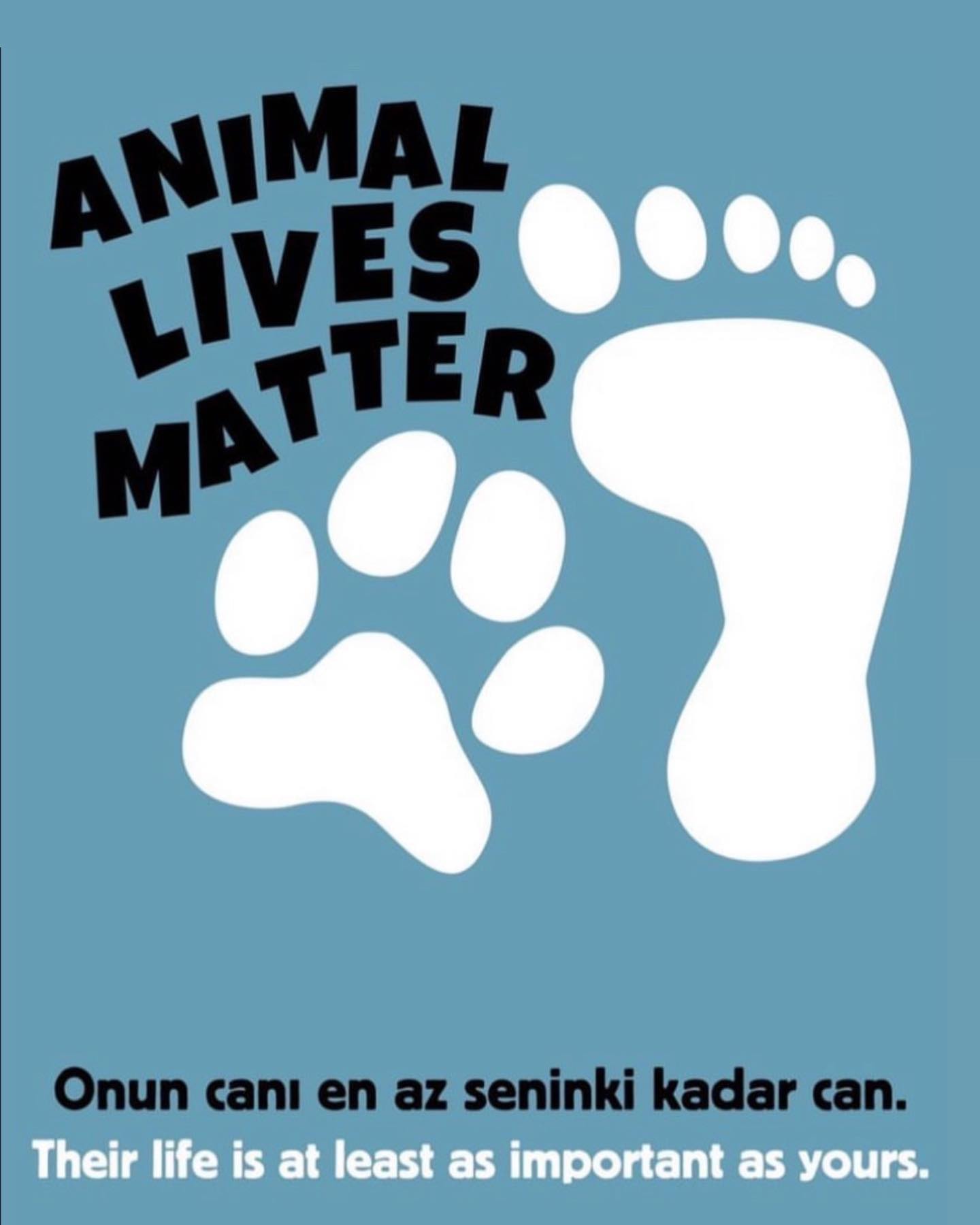 #animallivesmatter #wedontowntheearth #eachbeatingheartmatters #animalrights #konyadakatliamvar #mamaktakatliamvar #animalsmattertous #unconditionallove