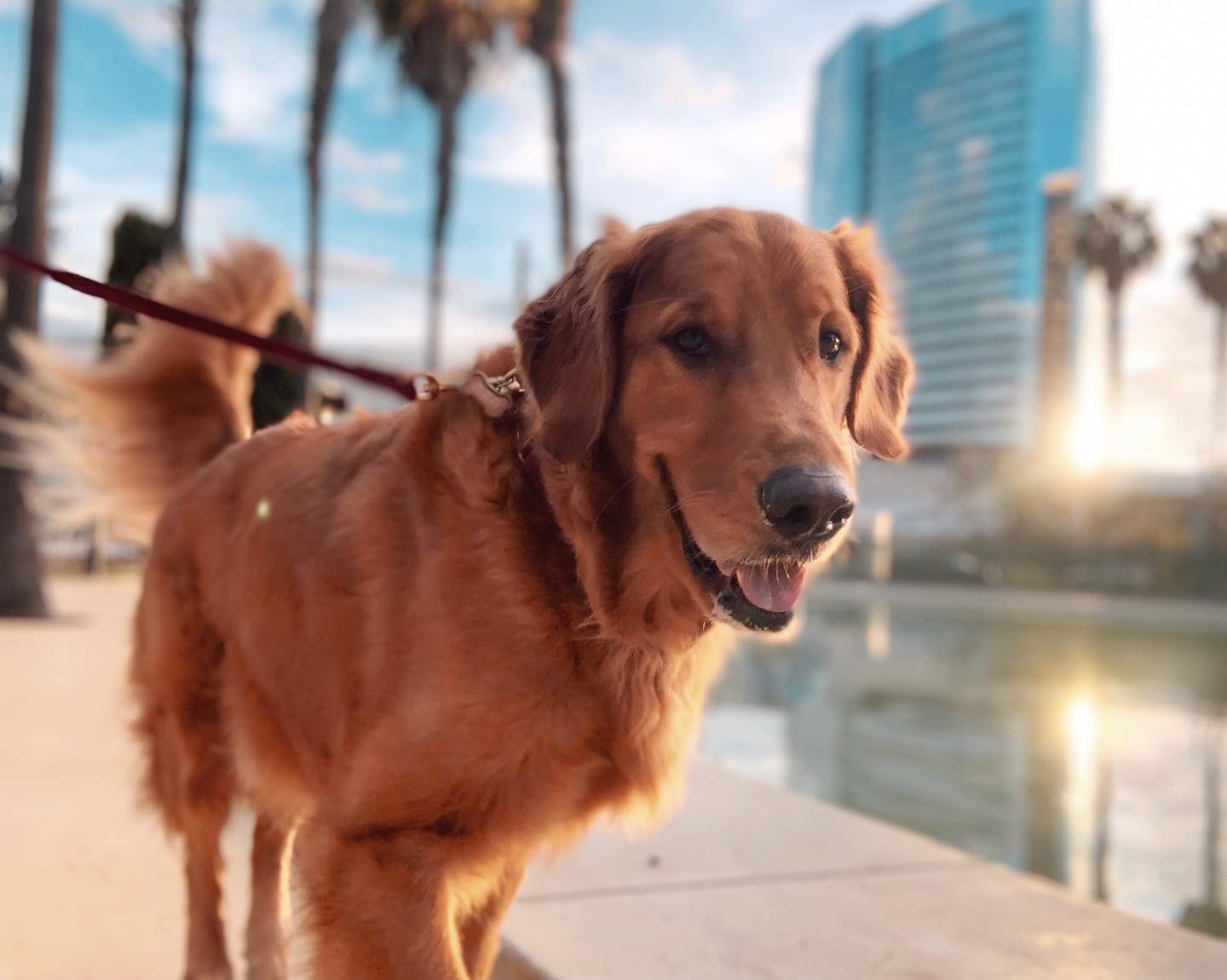 Does my fur look good in this light? #goldenhour #goldenboy