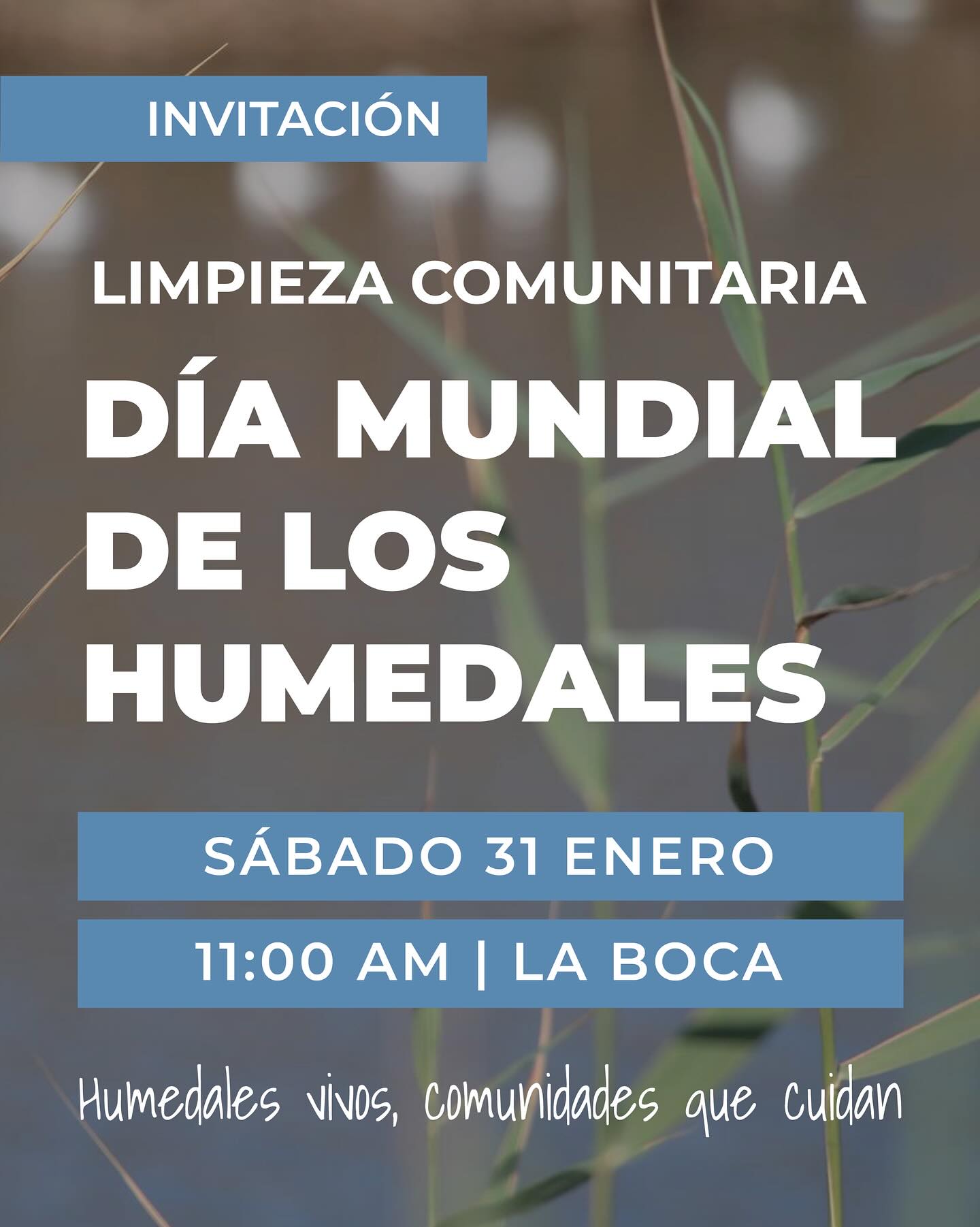 🌿 El Día Mundial de los Humedales, una fecha impulsada por la Convención Ramsar para recordarnos que los humedales son esenciales para la vida: regulan el agua, albergan biodiversidad y sostienen a las comunidades humanas y más-que-humanas.
Este año, bajo el lema de Ramsar “Proteger los humedales para nuestro futuro común”, en Tunquén adelantamos la conmemoración y la celebraremos el sábado 31, cuidando el territorio y fortaleciendo el vínculo comunitario.
🤝 Tunquén Sustentable, OCF La Boca y el Santuario de la Naturaleza Humedal Tunquén te invitan a participar en una limpieza comunitaria del humedal, como un gesto concreto de respeto y corresponsabilidad con este ecosistema frágil y valioso.
🕚 Hora: 11:00 hrs
📍 Lugar: Entrada por Playa de La Boca
🌱 Recuerda:
• Asistir sin perros
• Llevar protector solar
• Gorrito para el sol
• Agua para hidratarte
Los humedales no son espacios recreativos: son ecosistemas vivos.
Cuidarlos es cuidar nuestra casa común y el futuro de Tunquén.
💧🌾🦆
#humedaltunquén #santuariodelanaturaleza #diamundialdeloshumedales