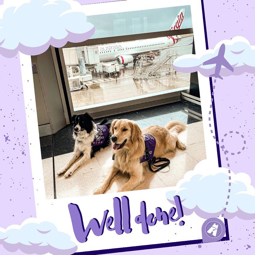 ✈️ 🟣 We want to give a massive congratulations to Kelsey and Lauren, as well as their RAD Dogs Charlie and Honey for their hard work, persistence and dedication to their training! 🦮🟣
Kelsey, Lauren and their pups are our first teams to have worked through RAD’s new flight preparation training, and have now enjoyed flying interstate with @virginaustralia ✨ We are excited to continue working with this airline who respect and understand the diversity of disabilities and the independence that assistance dogs give their handlers!
🗺🇦🇺 We look forward to following along on the adventures these two teams experience as they fly across Australia together! 🦮🐕🦺✈️
Have a question or want to know more about RAD?
💌Email us at: info@raddogsinc.com.au
💻Visit our website: www.raddogsinc.com.au
#servicedog #servicedogintraining #servicedogsofinstagram #sdit #psychiatricservicedog #medicalalertdog #psdit #respectthevest #workingdog #spoonie #dogtraining #chronicpain #assistancedog #assistancedogintraining #assistancedogs #goldenretriever #bordercollie #workingdogs
