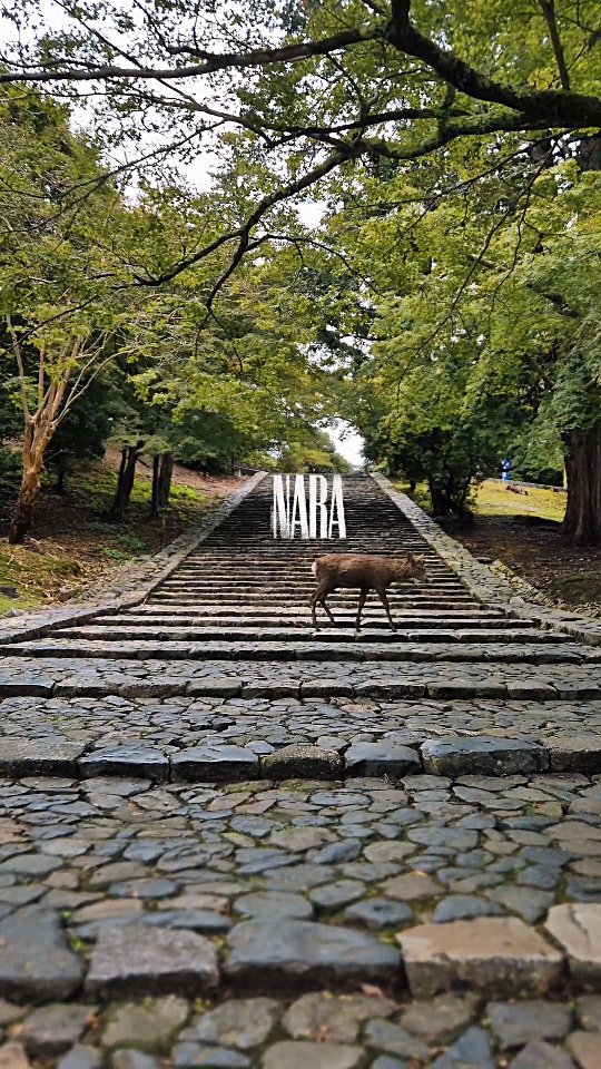 Hello Nara!
How peaceful was that!