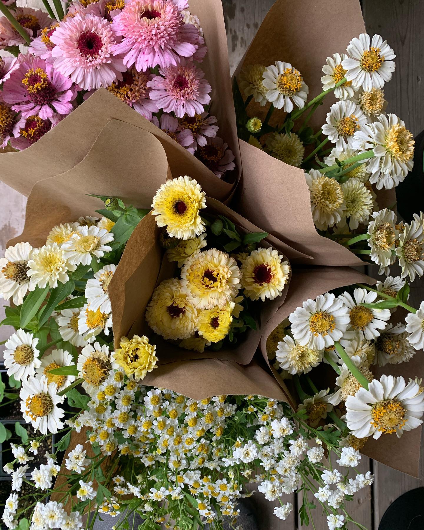 Hi florists 👋🏻
If you’re interested in getting your hands on our blooms this season, send us a DM to make sure you’re on our wholesale list for on farm pickup. Our blooms will continue to be available for purchase through @thelocalflowercollective.
If you’re just dabbling, our bloom buckets are a great place to start. See our shop for details.
Not long now 🌷