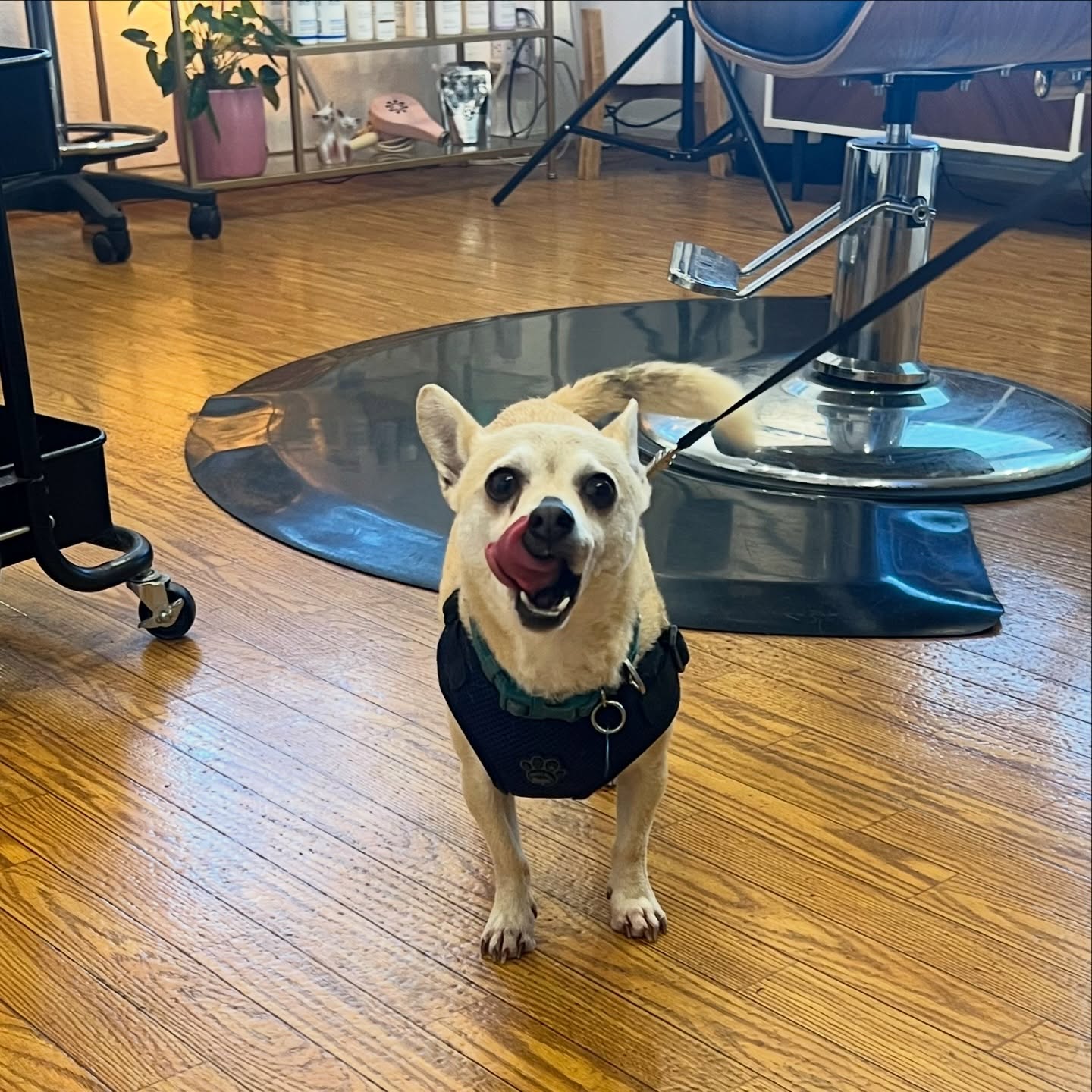 Here’s to the smile makers 😄
.
.
.
#hairbybettina #sonomacounty #petlife