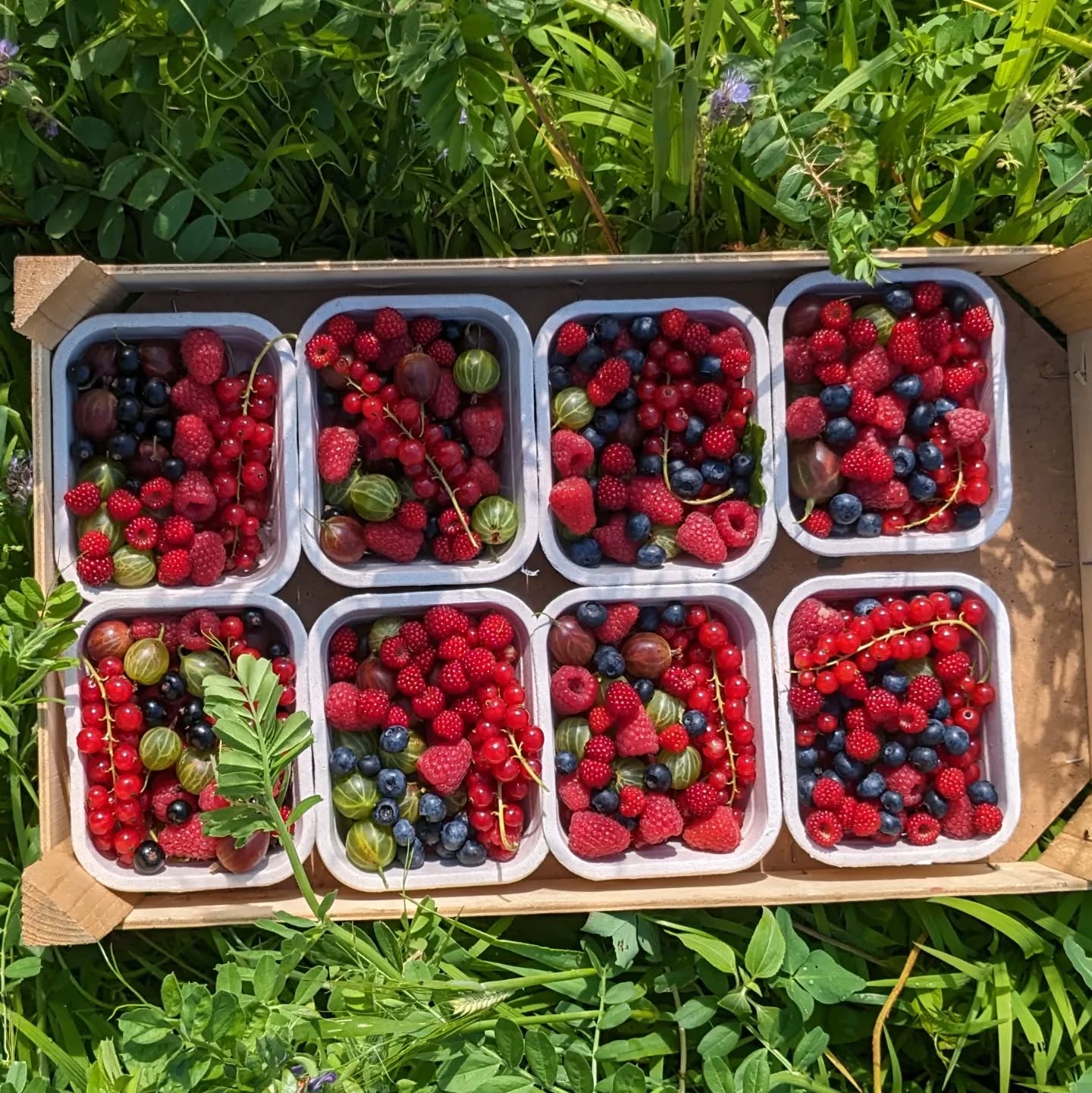 Mix bakjes mét japanse wijnbes 😁
Nu ook in zelfpluk: heerlijk smaakvolle wijnbesjes.
Vandaag open tot 18u!
Reminders: komende zaterdag ist feest! Weer of geen weer.
Wij staan er! Alle info: https://www.facebook.com/share/aDxHRSBpB7ZVHKNY/