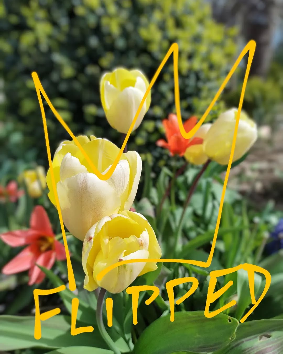 #sh2023 Spring Harvest day 2, main bible teaching. So much covered by Malcolm Duncan from Matthew ch5-7 in one session!
The beatitudes (5:3-11) is something I've never quite managed to get my head around but, if you realise from v1 that Jesus was speaking to his disciples (we believers) and not to the crowd who don't know Him - the poor, the hungry, those who are mourning - then it makes much more sense. As followers of Jesus, it is we who must realise our need of him, who mourn our imperfections, who are called to be gentle and lowly, who must yearn for justice and work for peace. For this we will be persecuted but the Kingdom of God is ours and because of it we are blessed ... especially when we return to realising our need of him and begin the cycle again!