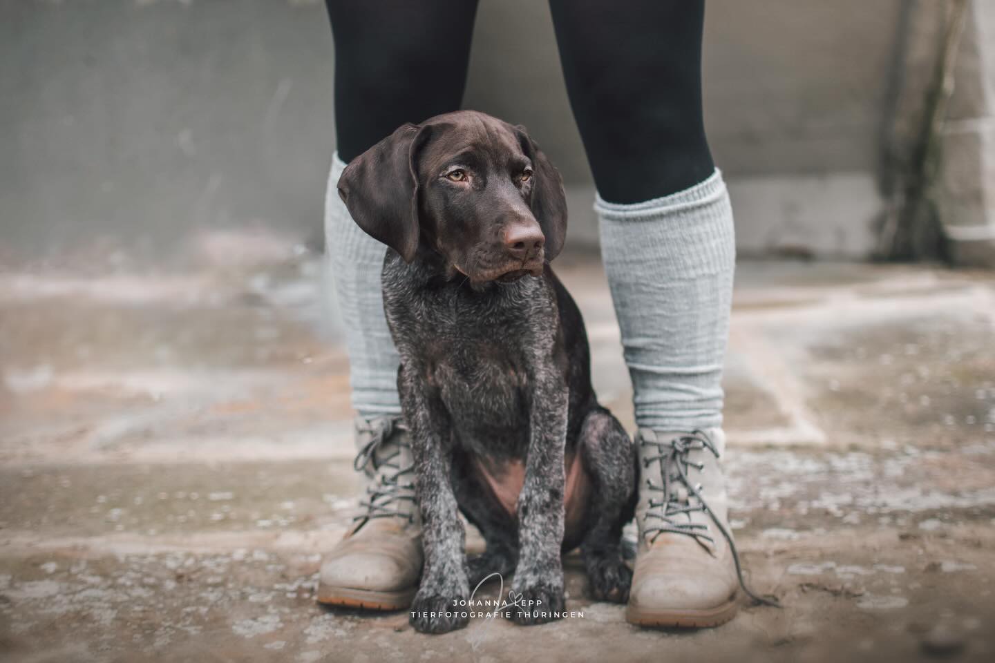 LITTLE DIESEL 🤎
Als ich im Sommer ein kleines Welpenset aufgebaut habe, hat Diesel auch kurz eine Rolle gespielt und als ich später über diese zwei Aufnahmen von vor über 3 Jahren gestolpert bin, musste ich fast laut los lachen. Diesel ist so ein großer Kerl geworden - UND EINE ÜBELSTE MASCHINE 😅
Richtig erwachsen im Gesicht und hat den größten Brustkorb den ich seit Ewigkeiten gesehen habe. Dank der unendlich langen Beine hat er so gar nicht (oder nur ganz knapp) in meine Welpenkulisse gepasst und ich find‘s immer noch total verrückt, dass er in einem Drahthaar Wurf der einzige ist der einfach Kurzhaar geworden ist, ich meine wie besonders willst du ab Tag 1 eigentlich sein? 😅🥹
Props an @kimberly_pasch / @tierphysio_handinpfote, die genauso eine Maschine ist wie ihre Hunde ♥️
•
Du hast Fragen oder möchtest direkt ein Shooting buchen? Meld dich gern 🌸
📧 info@tierfotografie-thueringen.de
💻 www.tierfotografie-thueringen.de
#hundefotografie #tierfotografie #thüringen #ddh #deutschdrahthaar