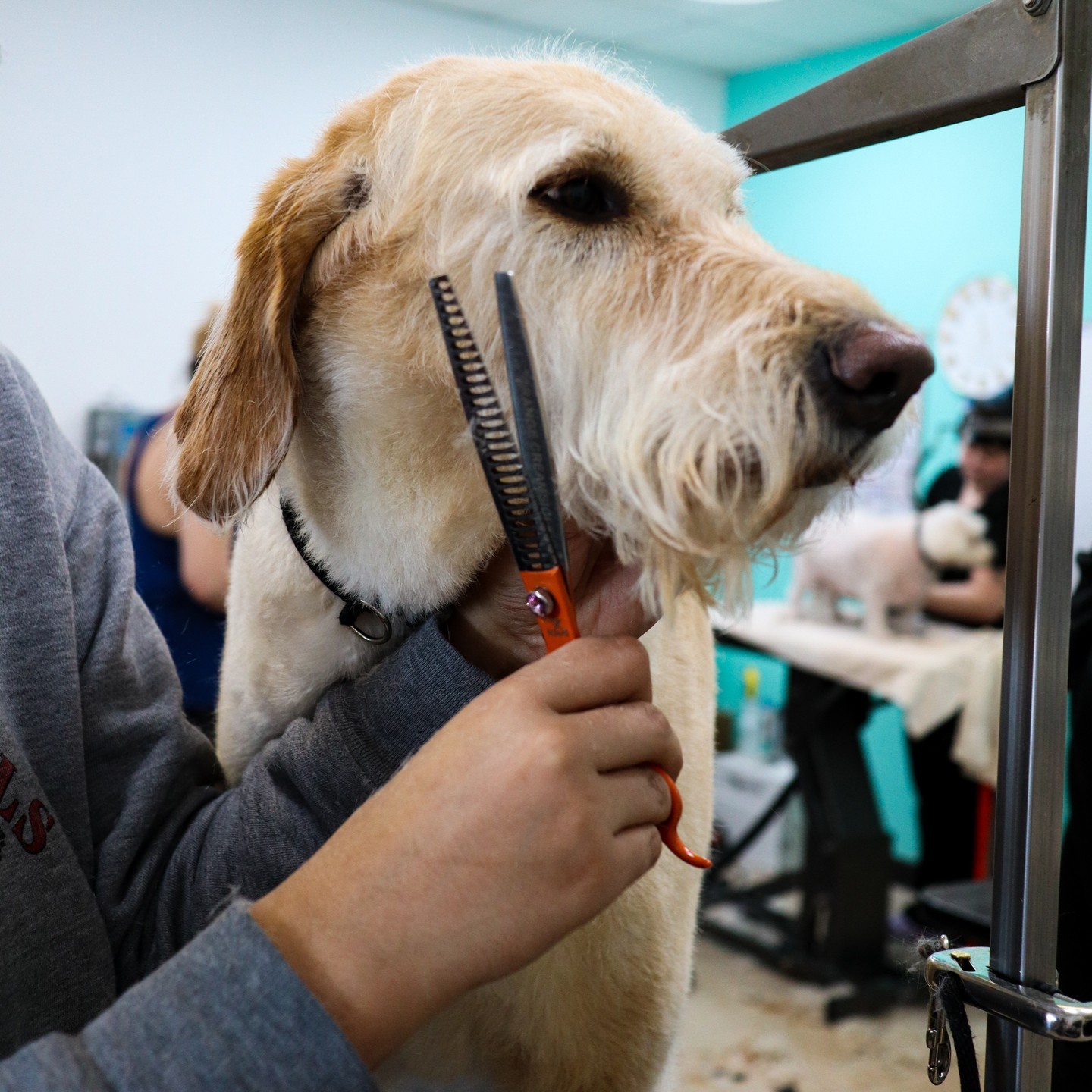 We take great pride in the detailing for each haute dog’s groom!