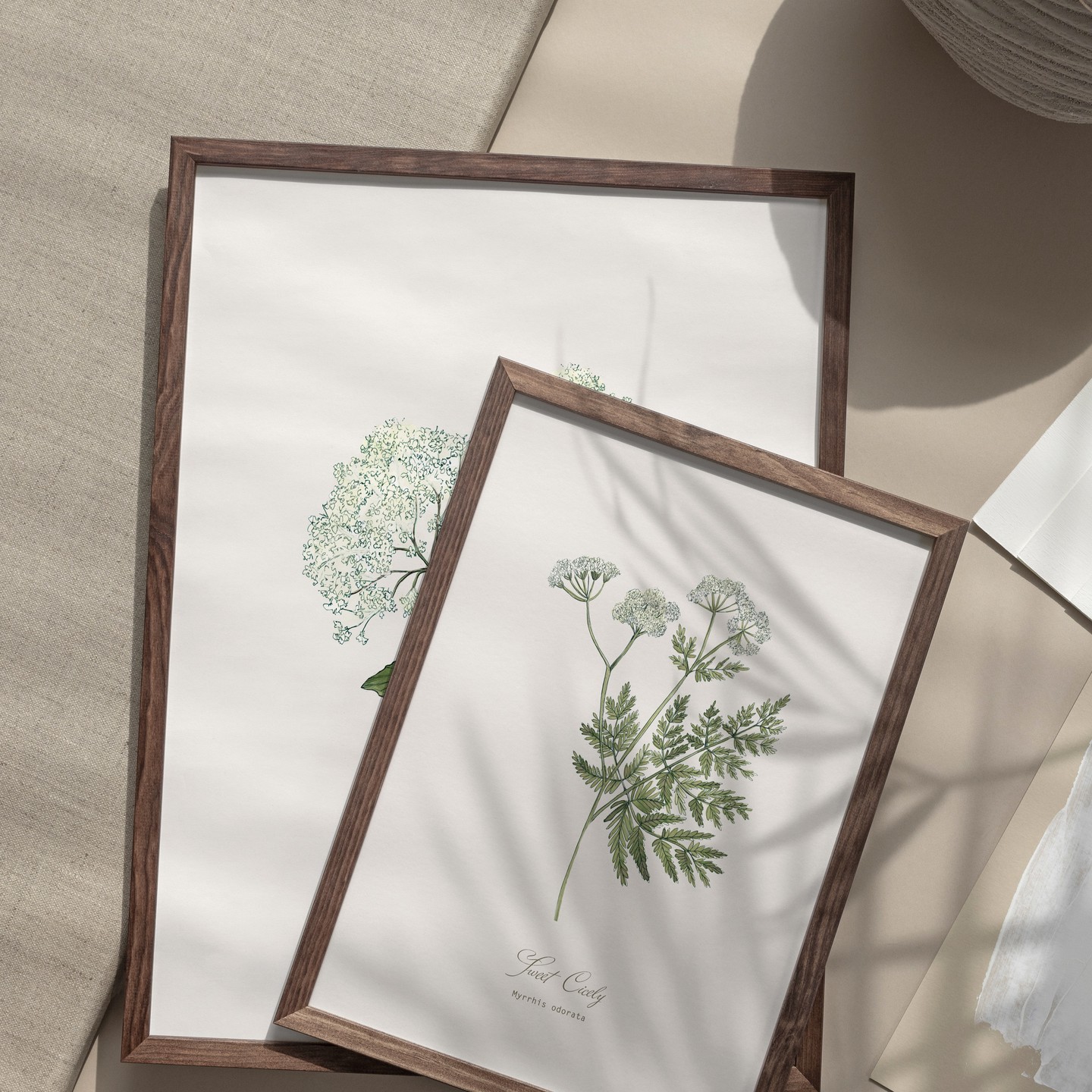 Two of my best selling botanical prints, Sweet Cicely and Elderflower #botanicalinteriordesign #whiteflorals #homedecortrends #hackneyandcodesign #printsforthehome #neutraldecor