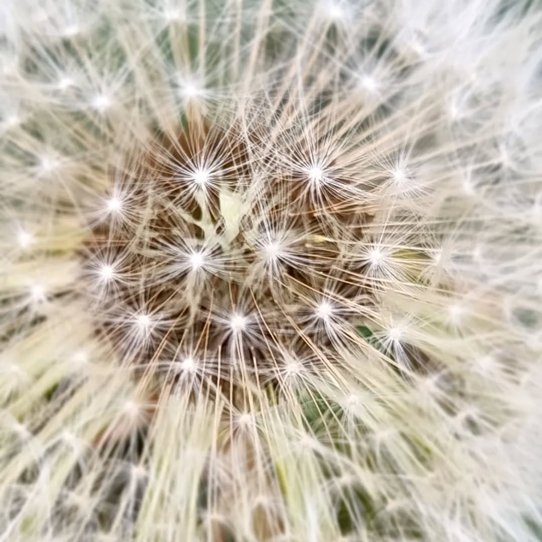 #viherterapia #voikukka #valkoinen