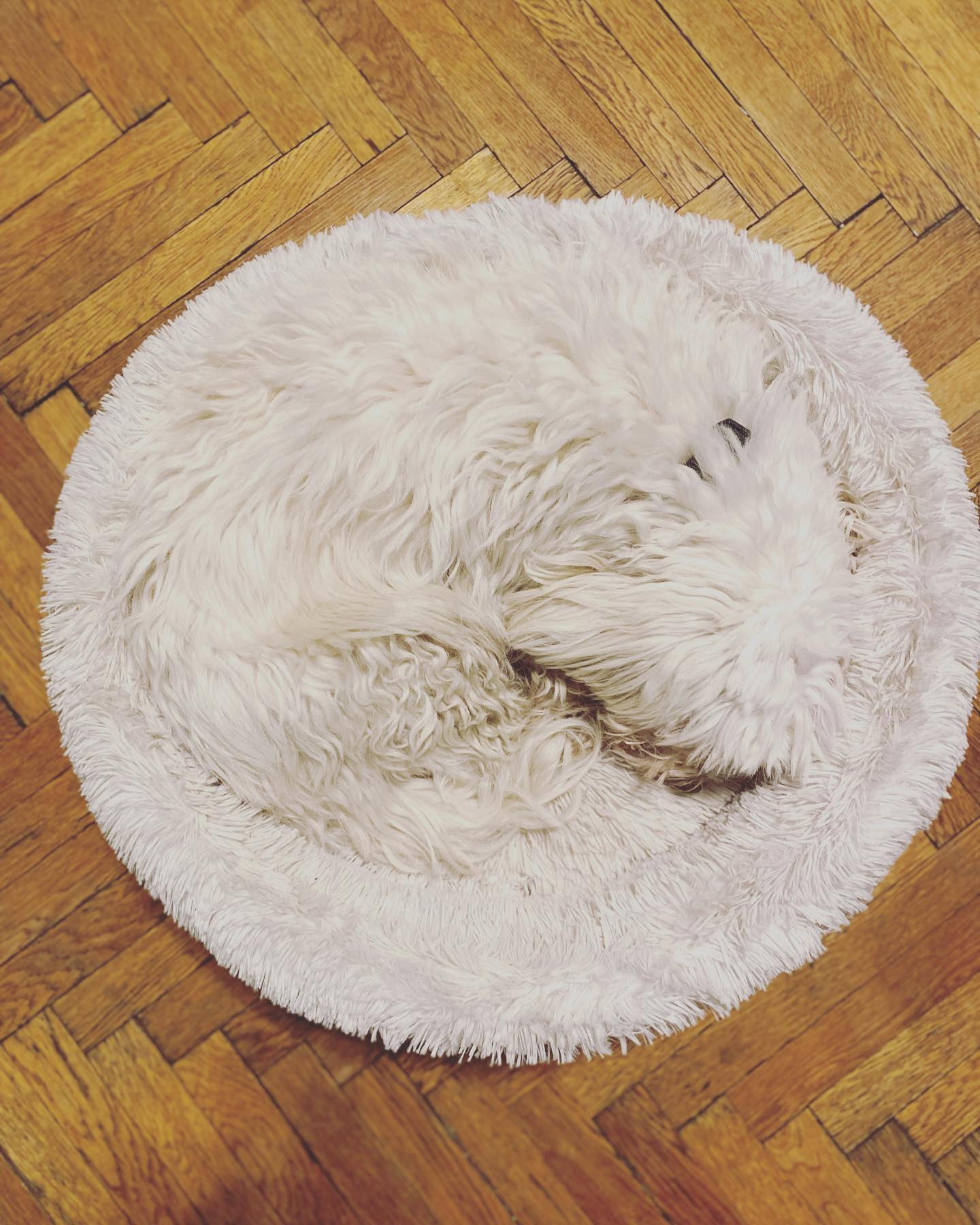 Percy, fast unsichtbar! Sich unsichtbar zu machen ist eine tolle Fähigkeit, genauso wie sichtbar zu sein. Wenn man beides bewusst meistert, kann man sich entscheiden, was man grad will.
#freeyourself #embodiment #selbstermächtigung #grinbergmethod #sichtbarkeit