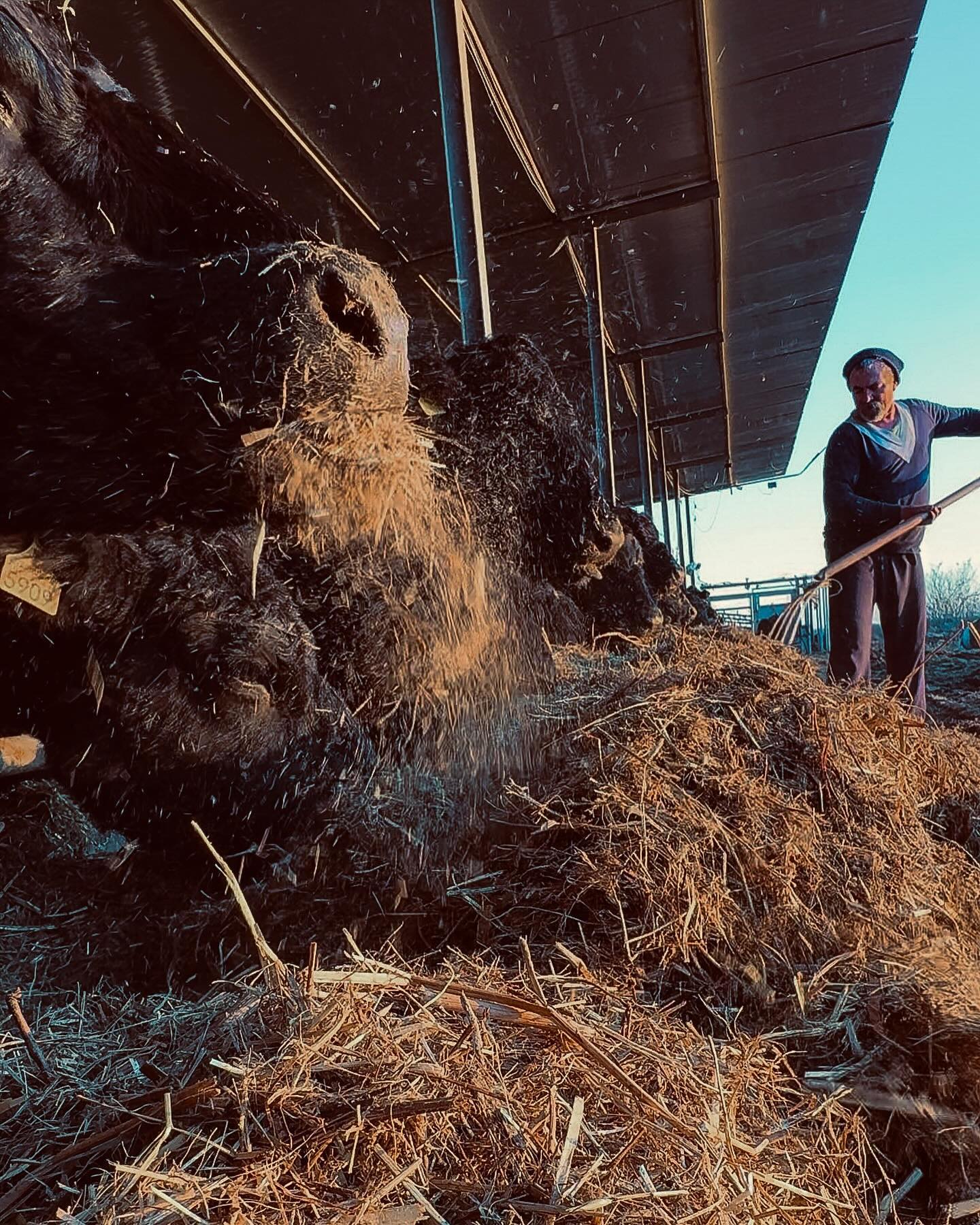 Wild mountain hay 🗻 is our 100% grass - fed Angus winter diet.It is being collected in the Carpathian Mountains (which are next door to our farm) 🌿🌱- which has the largest biodiversity of plants in Europe 🇷🇴 #wildromania #regenerative #regenerativefarming #grassfed #grassfedcattle #grassfedangus #carnivore #carnivorediet #cleaneating