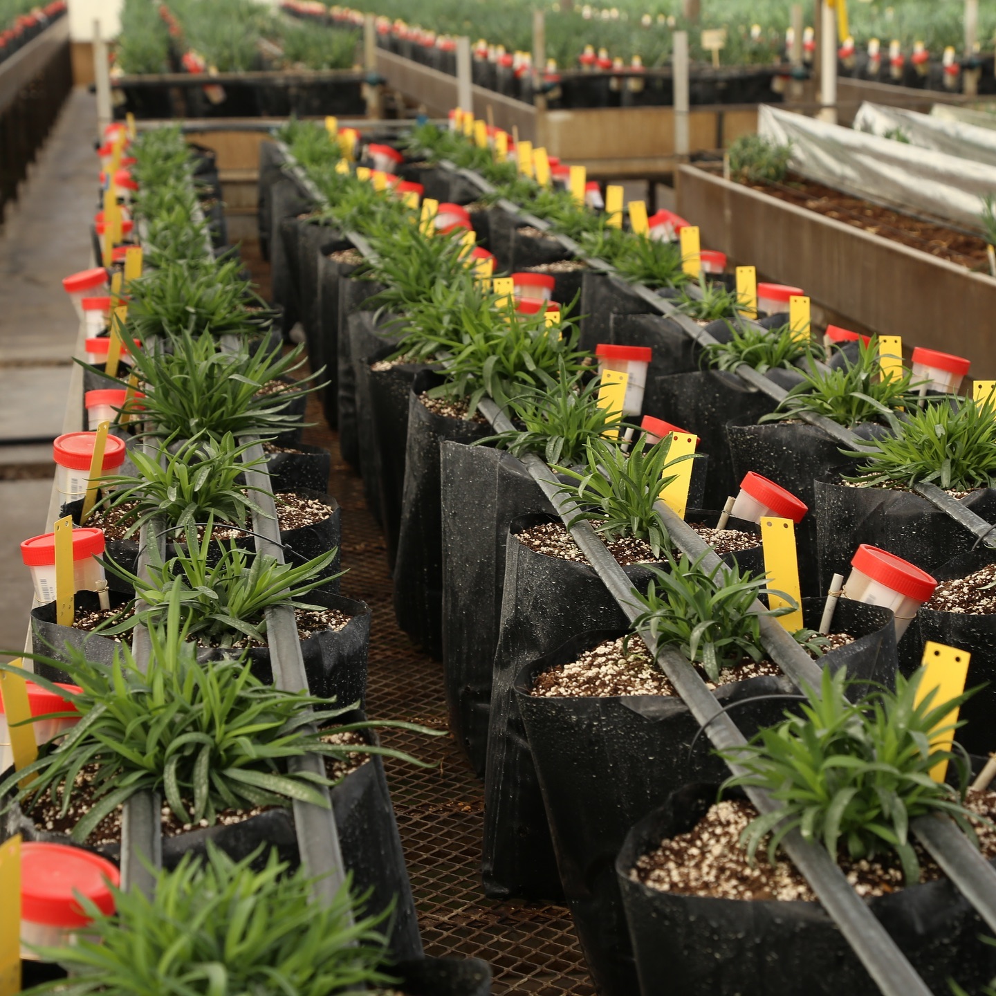 Nucleus plant’s
.
.
.
.
.
.
#plants #erth #land #flowers #farm #greenhouselife #green #greenhouse