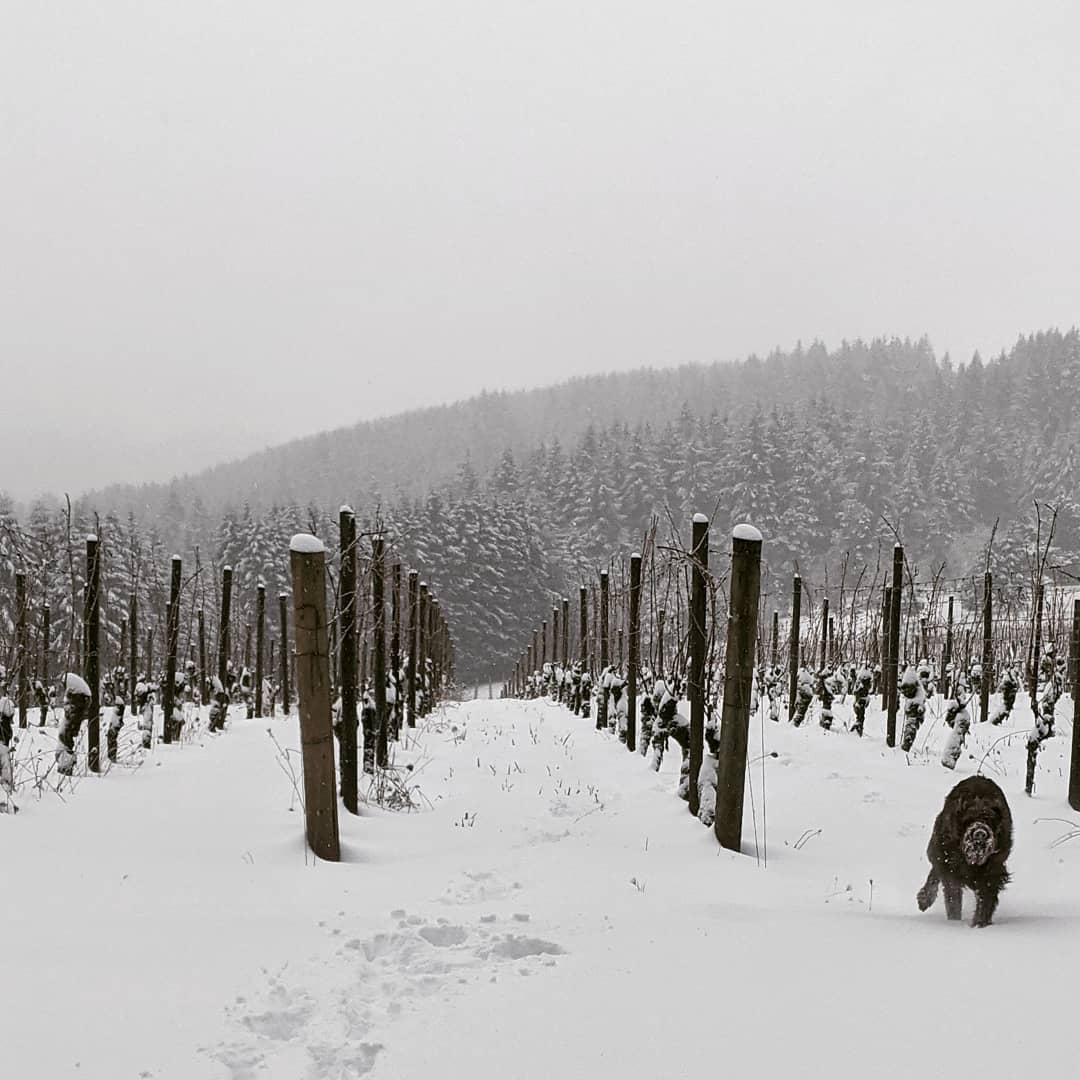 Gitta enjoying the snow at Windhill