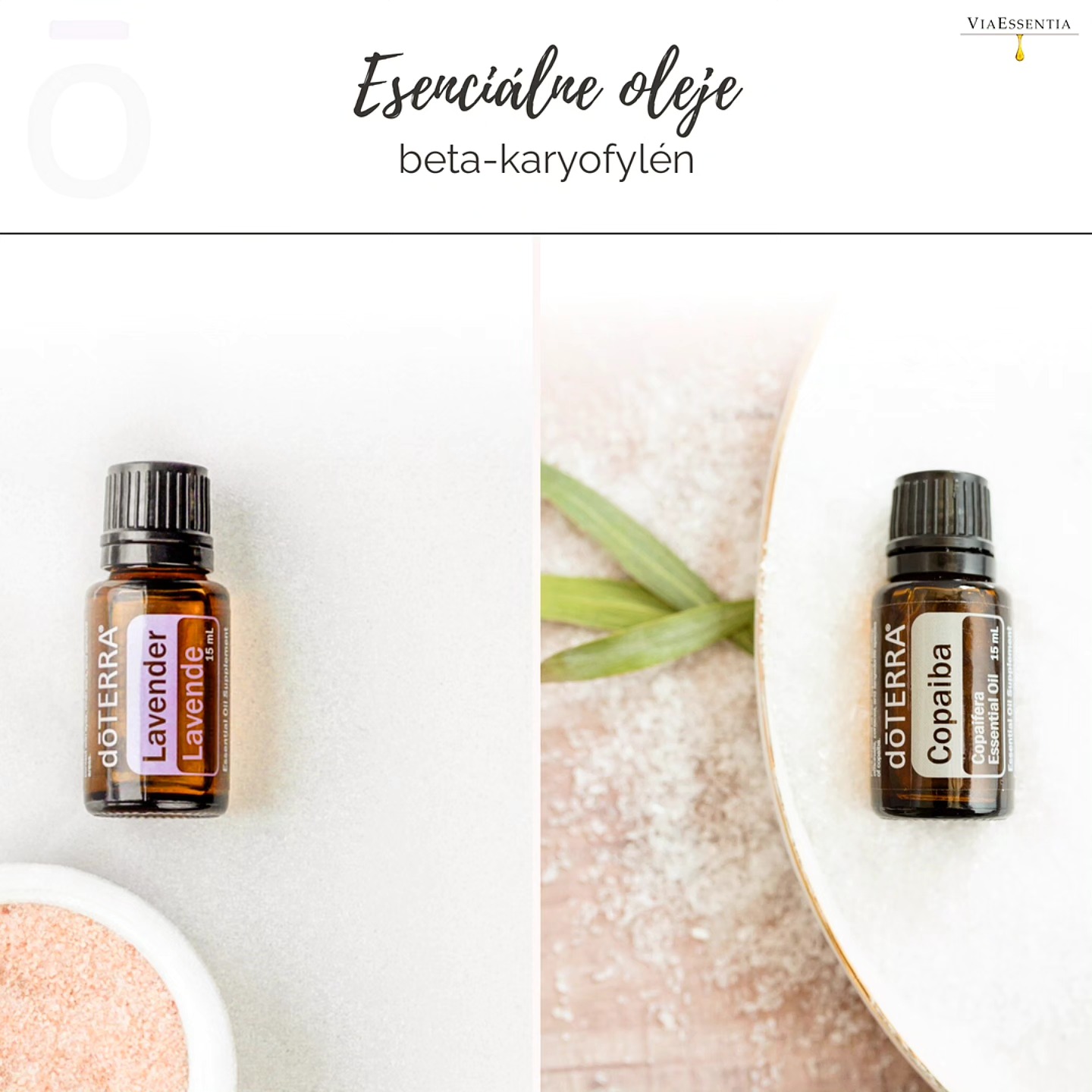 👀 Účinnosť esenciálnych olejov pri hojení kože?
🌿1. Látka, ktorú testovali a nanášali na kožu sa nazýva beta-karyofylén. Táto látka sa naviaže na kanabinoidné receptory (CB2) a to dá bunkám signál k určitej činnosti. My to v tomto prípade pociťujeme spôsobom, že sa zmierni bolesť, ktorá je pre nás hlavným signálom zápalových procesov v tele.
🌿Vedci predpokladali, že preskočením zápalovej fázy sa hojenie urýchli. Tento výskum je jedným z pilotných a je potrebné zodpovedať ešte viacero otázok ako to presne pri urýchľovaní cez CB2 receptor funguje.
🌿beta-karyofylén sa nachádza napríklad v esenciálnych olejoch Copaiba, Lavender...
Aj keď všetko vyzerá veľmi sľubne... vedúca výskumu, Sachiko Koyama, neodporúča samoliečbu rán pomocou esenciálnych olejov, pretože v rámci štúdie použili:
- špecifickú látku známej čistoty
- určitej koncentrácie
Človek, ktorý použije esenciálny olej z rovnakej rastliny ako vo vedeckej štúdii však nevie:
- kedy sa daná rastlina zbierala
- kde sa zbierala
- ako sa skladovala, atď...
👆Toto všetko totiž pôsobí na chemické zloženie esenciálneho oleja, a teda aj jeho účinky a bezpečnosť pri jeho používaní.
2. AJ KEĎ V MINULOSTI NEPOZNALI ZLOŽENIE esenciálnych olejov a za čo sú ich jednotlivé zložky zodpovedné - poznali ich všeobecné ÚČINKY:
- V roku 1910 francúzsky chemik a parfumér René Gattefosse vo svojom laboratóriu experimentoval a veľmi vážne si pri tom popálil svoju ruku.
- Ponoril ju do najbližšej tekutiny, ktorá bola vlastne čistým esenciálnym olejom z levandule.
- Neskôr bol veľmi prekvapený z rýchleho hojenia popáleniny...
- Toto spustilo jeho fascináciu nad esenciálnymi olejmi a inšpirovalo ho to, aby s nimi experimentoval počas prvej svetovej vojny na zranených vojakoch vo vojenských nemocniciach.
#esencialneoleje, #prírodne, #bezpečne, #starostlivo #kvalita #čistota #krása #viaessentia
----------------
👌Ak Vás zaujímajú benefity esenciálnych olejov, ale neviete ako začasť - dajte mi o sebe vedieť 😇 a ja Vám rada na ceste do sveta ich účinkov a používania pomôžem.
ZDROJE:
1. Sachiko Koyama, Anna Purk,..: Beta-caryophyllene enhances wound healing through multiple routes
2. R. Tisserand: Gattefossé’s burn