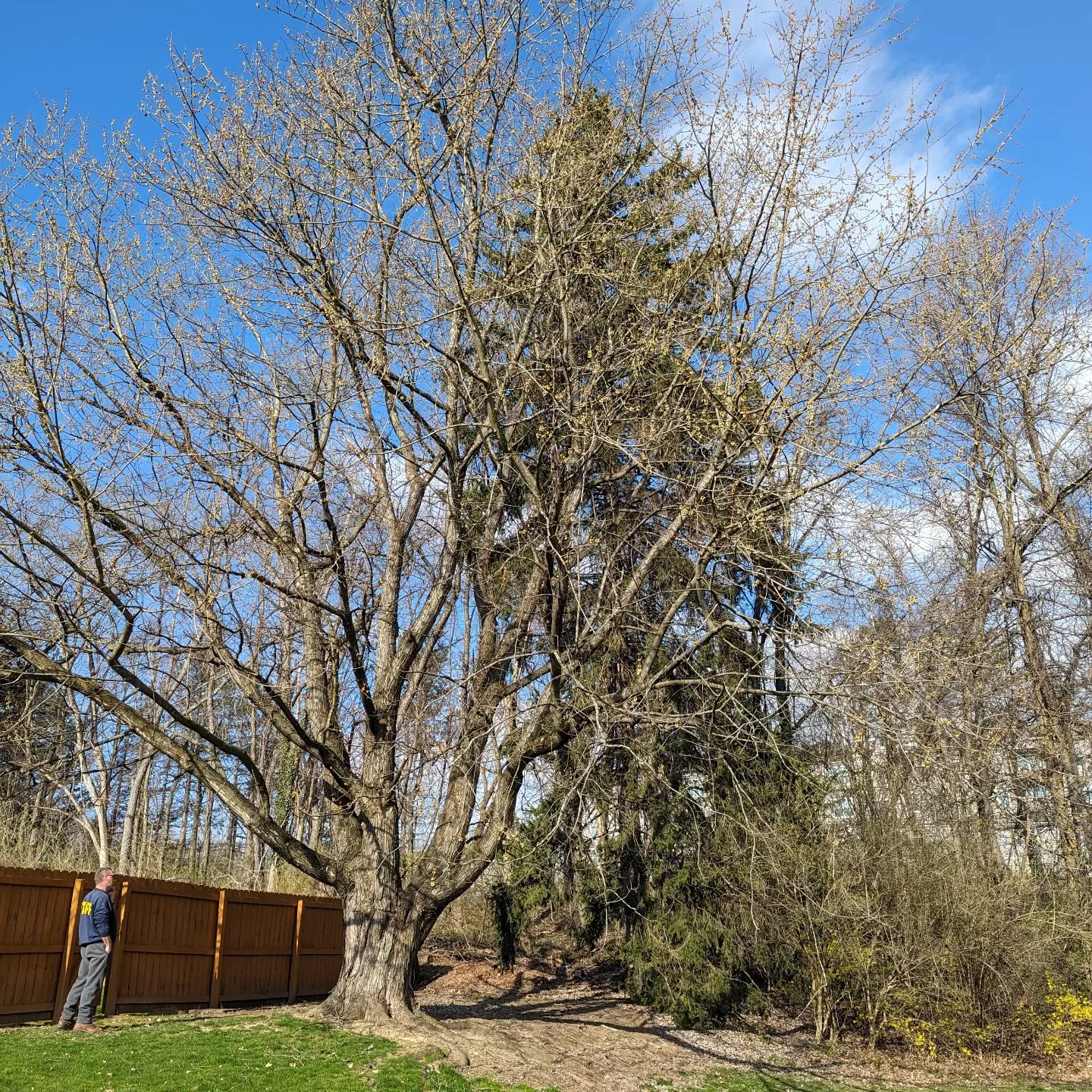Maple tree removal, stump grinding and a very large spruce removal. #treeservice #treeremoval #treepruning #stumpgrinding #arboristsofinstagram