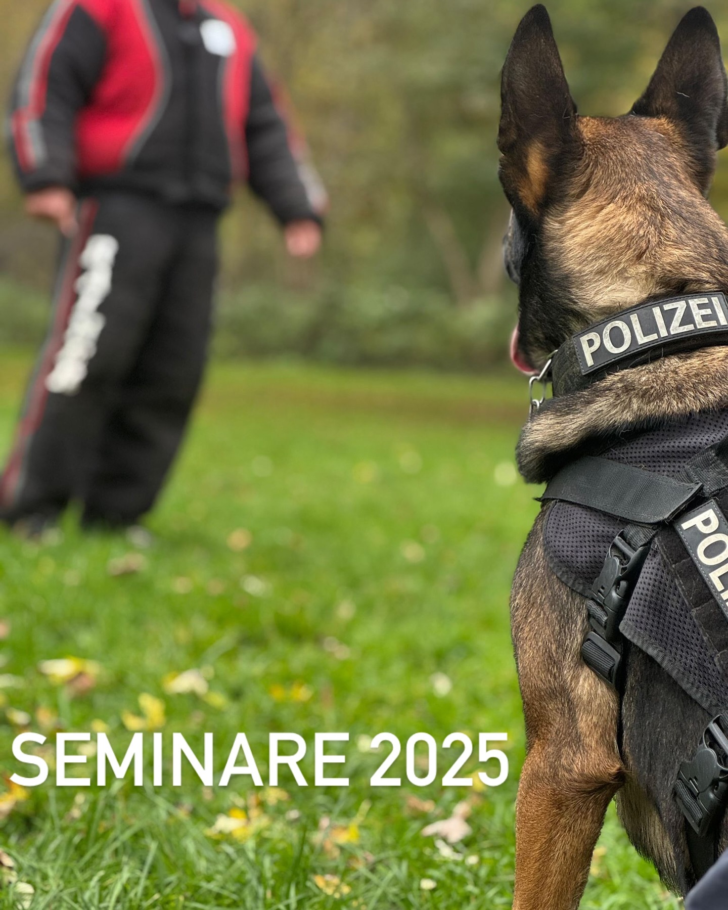 Offene Burli-K9 Seminare 2025:
Voranmeldungen für die offenen Seminare sind ab sofort (exkl. Slovakei) über info@burli-k9.org oder WhatsApp möglich.
Der Preis pP liegt bei ca. 250€/Wochenende exkl. Verpflegung und Unterkunft.
Wer einige dieser Module gerne in seinem örtlichen Umfeld veranstalten möchte, sollte dies zeitnah anfragen.
31.01 - 02.02 (Modul 3)
15.02 (geschlossene Burli-K9 Veranstaltung)
21.03 - 23.03 (Modul 4B - Hart Surface Tracking)
11.04 - 13.04 (Modul 2)
02.05 - 04.05 (Beiß- Stoßkorb)
06.06 - 08.06 (Modul 1)
16.06 - 19.06 (Testodays, SchdH Seminar für Männer)
25.07 - 27.07 (Beiß- Stoßkorb)
04.08 - 06.08 (Girlsdays)
08.09 - 12.09 (Slovakei @esa_austria , @kynotec , Burli-K9)
19.09. - 21.09. (Schutzdiensthelferseminar Sport, Norddeutschland)
24.10 - 26.10 (Modul 4)
14.11 - 16.11 (freier Slot)
12.12 - 14.12 (Modul 3B)
Wir freuen uns auf euch!
Euer Team Burli-K9
_________________
#ufpro #ufprogear #k9 #k9training #police #policedog #team #tactics #workshop #dogclub