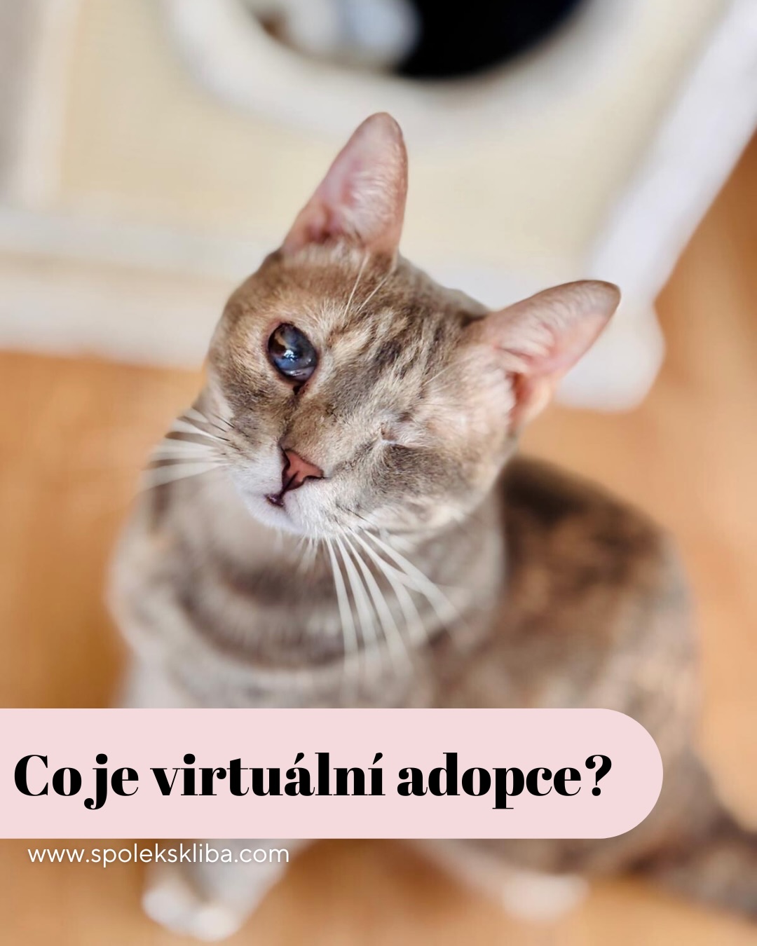 Možná nás sledujete už dlouho, fandíte nám a každé zachráněné kotě vás dojme, ale zrovna teď prostě nemáte doma místo na dalšího (nebo prvního) parťáka. 🙀 A přesně pro vás je tu virtuální adopce.📲
Co to vlastně znamená? 🧐
Vůbec nic složitého! Virtuální adopce je způsob, jak se stát „patronem“ konkrétní kočičky, aniž byste ji museli mít doma na gauči. 😸 Vyberete si zvířecího osadníka, který je vašemu srdci nejbližší, a posíláte mu pravidelný měsíční příspěvek.💰
Díky vám pak můžeme platit jeho veterinu, speciální dietu nebo mu dopřát pelíšek, o kterém se mu na ulici ani nesnilo. 😊 Je to pouto, které hřeje u srdce vás i nás ve Šklíbě. ❤️
Letos jsme naše virtuální řady trochu obměnili a představujeme vám nové tváře:
Kocourek Lars – Náš nový ambasador 📸
Lars oficiálně přebírá žezlo po Sanse. Ta už se v záři reflektorů necítila dobře a rozhodla se, že chce mít svůj klid. 🧘 Lars je naopak rozený model a už se těší, až bude vaší hvězdou! ✨
Dario Meowgical – Světlušky, které vidí srdcem 🕯️
Tato kategorie patří našim nevidomým a hluchoslepým hrdinům. Svět kolem nich je tichý nebo tmavý, ale o to víc vnímají vaši podporu. Stáváte se jejich „světlem naděje“ ve tmě. 🌟
Šelmy z Jungle – Pro svobodné duše 🌿
Máme tu i kočičky, které lidi k životu v obýváku prostě nepotřebují a raději nás sledují z povzdálí. V naší Jungli mají bezpečí, teplo a jídlo, ale žijí si po svém. Jako jejich virtuální rodič jim dopřáváte život podle jejich pravidel. 🐯
Divoká karta – Každý měsíc jiná pomoc 🃏
Tuhle kategorii pro vás ještě ladíme a „stavíme“. Brzy vám umožní podpořit každý měsíc jinou kočičku ze Šklíby, která zrovna nejvíc potřebuje naši (a vaši) pomoc. 🛠️
Virtuální adopce není jen o penězích, je to o vědomí, že ta kočička na fotce má díky vám jistotu. Stáváte se součástí jejího příběhu.📖❤️
Chcete se stát virtuálním rodičem? Stačí nám napsat zprávu nebo mrknout na náš web, kde vás celým procesem provedeme. Je to jednodušší, než se zdá! 👆✨
Terka ze Šklíby 🐾