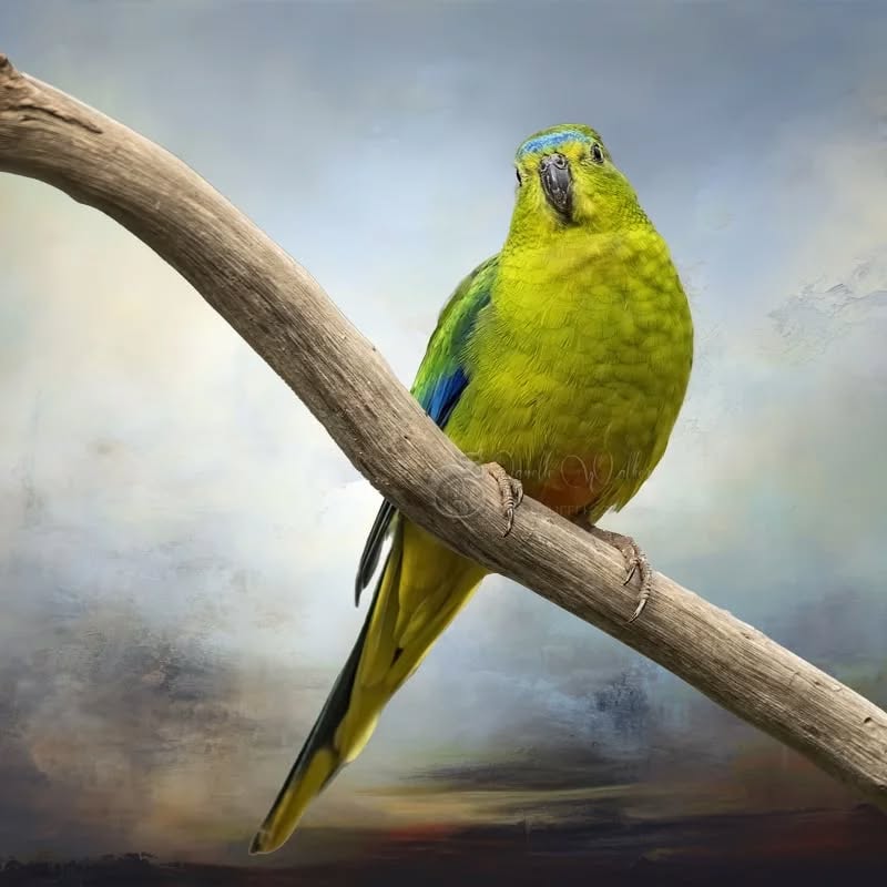 Exciting news from the Orange-bellied Parrot Tasmania Program - the first 15 Orange-bellied Parrots returned to Melaleuca over the past two weeks. They are critically endangered, their numbers dropping as low as only 17 returns back in 2016. A team of dedicated people including scientists and a breeding program have managed to bolster numbers to 77 returns in 2022. 139 headed north for the winter back in April. They will continue returning till December. Fingers crossed for increasing numbers this year.
The Orange-bellied Parrot is featured on the front page of both my Winged Wonders of Tasmania, and The Art of Wings 2024 calendars. Link in my bio.
.
.
.
.
.
.
.
.
.
#Orange-belliedParrot #pixelpurrrfectphotography #exquisitepics20_australia #rebel_artandedits #mcl_arts #illustrious_art #artistry_flair #super_photoeditz #edit_lovers_united #wildlife_artistry #birdsofaustralia #Creative_AnimalArt #bpa_arts #photo_creation_silver #rebels_nature #rebels_united #explore_wildlife #wonderland_arts #art_andfact #galleria_of_grace #illustrious_magic #dreamland_arts_of_nature #rawedit_
#australianbirds #wildlife_artists #everything_animals #nature_perfection #everything_imaginable #pictas_art #fiftyshades_of_nature