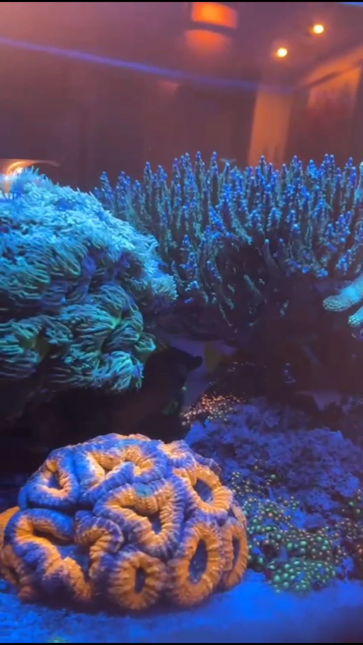 Vasca di barriera 190 cm di Biagio e Teresa 🌊🐠
Un progetto curato con passione, pazienza e tanta dedizione.
Colori intensi, coralli in piena forma e un equilibrio che ripaga ogni sforzo.
👉 Grandi soddisfazioni, quando il mare entra in casa 💙
#reef #vascadibarriera #marineaquarium #reeftank #passione acquariomarino coralli