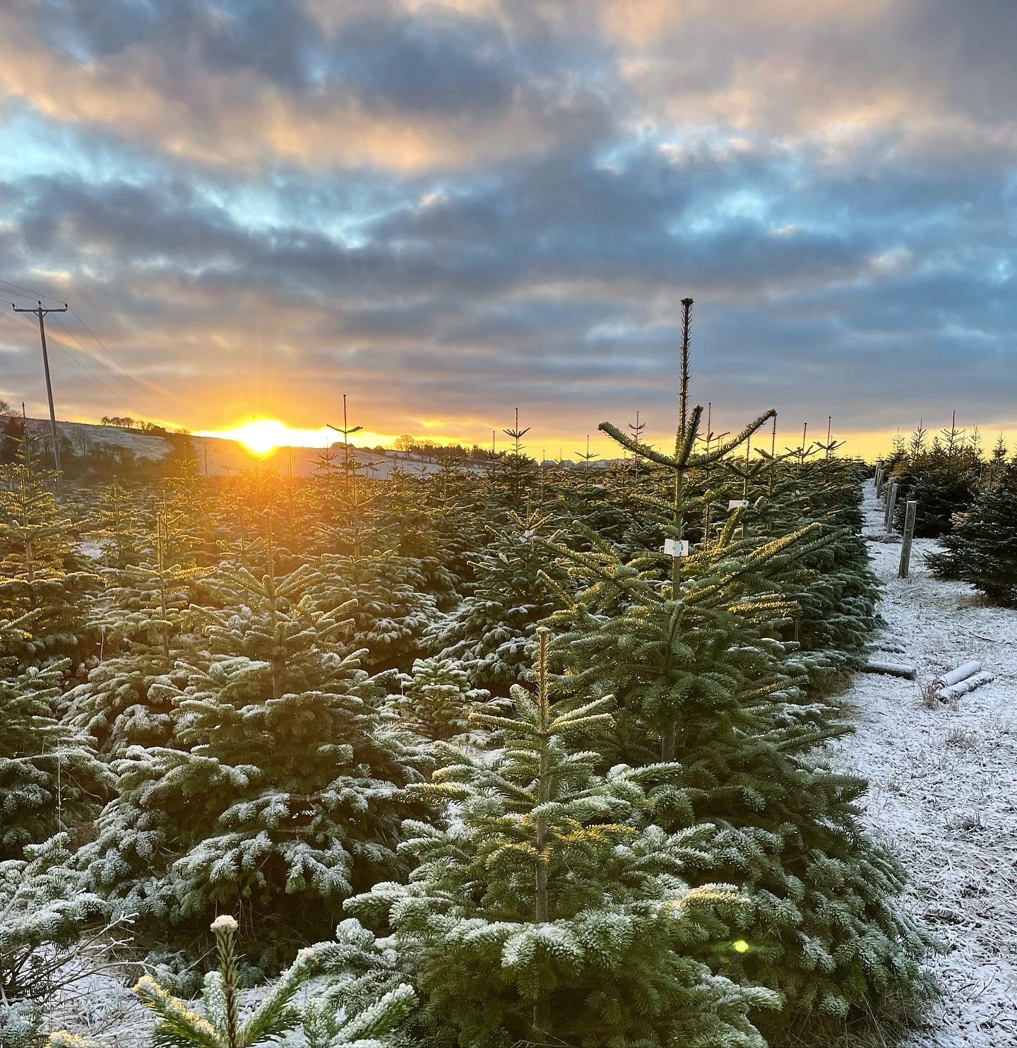 🎄Who’s coming to visit us this weekend? 🎄
📆 See our website for updated slot availability, book online at durhamchristmastrees.co.uk
🎪 Alongside our PYO plantation we will be operating under shelter again this year - our freshly cut up to 12ft & pot grown tree range up to 6ft, Christmas tree stands & refreshments will be available to purchase here.
🥾 Please remember to wear wellies or walking boots when visiting the PYO plantation
☕️ Refreshments are available
🛷 Christmas trail for all to enjoy (dogs must be on a lead) 🐕🦺
🎄CLICK AND COLLECT - message us with your requirements and we can choose the perfect tree for you
#outdooractivities #locallysourced #freshlycut #pickyourown #PYO #durham #christmastrees #northeast #durhamchristmastrees #heughhallfarm #smallbusiness #christmasiscoming #nordmann #fir #norway #spruce