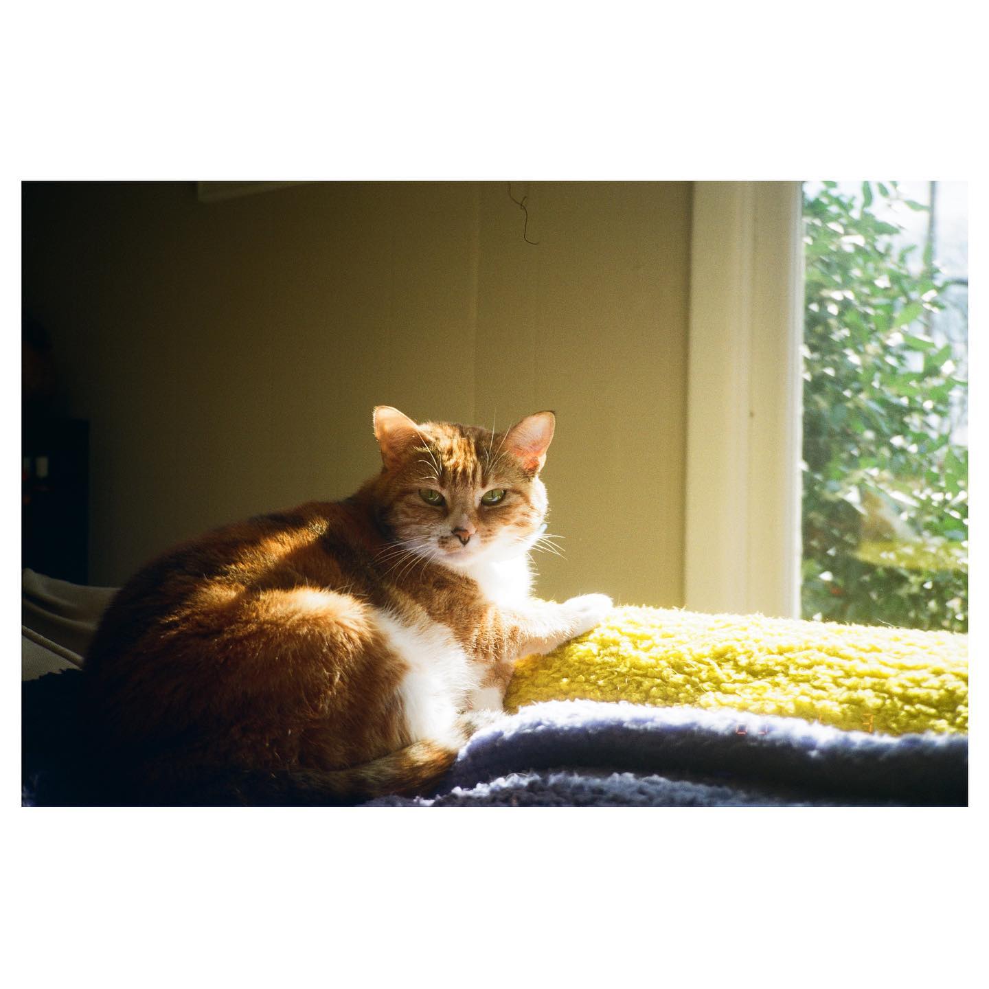 first roll on a canon autoboy 3 qd 🎞
📷: canon sureshot supreme quartz date / fuji 200
#autoboy3qd #35mm #canon #canonsureshotsupreme #fuji200 #fuji #fujicolorc200