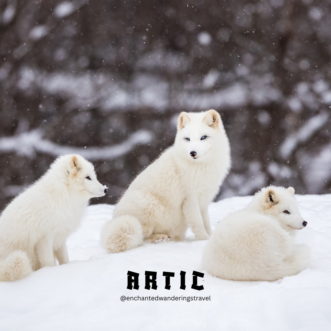 A luxury Arctic 🧊🚢 cruise is one of the most unforgettable ways to explore the far north.
It blends true polar adventure with intimate, high-end 🛀 comfort aboard purpose-built expedition ships.
You sail through dramatic glacial fjords, iceberg-filled seas, and remote Arctic wilderness.
Journeys can span from Svalbard’s rugged 📷 cliffs to Greenland’s vast icefields and Iceland’s striking volcanic landscapes.
Between explorations, you return to spacious 🛋 suites, refined dining, and thoughtful, personalized service.
Every detail is designed to make the experience both adventurous and deeply comfortable.
Expert naturalists and cultural guides often travel onboard, adding depth to every destination.
Exclusive excursions may include Zodiac landings, glacier walks, and wildlife viewing of polar 🐻❄️ bears, walrus, and whales, often right from the ship.
This is Arctic exploration without sacrificing comfort.
Immersive, refined, and truly unforgettable.
#cruiseline
#cruise
#cruiseplanner
#travelconcierge
#yourtravelpartner
#privatetour
#customtravel