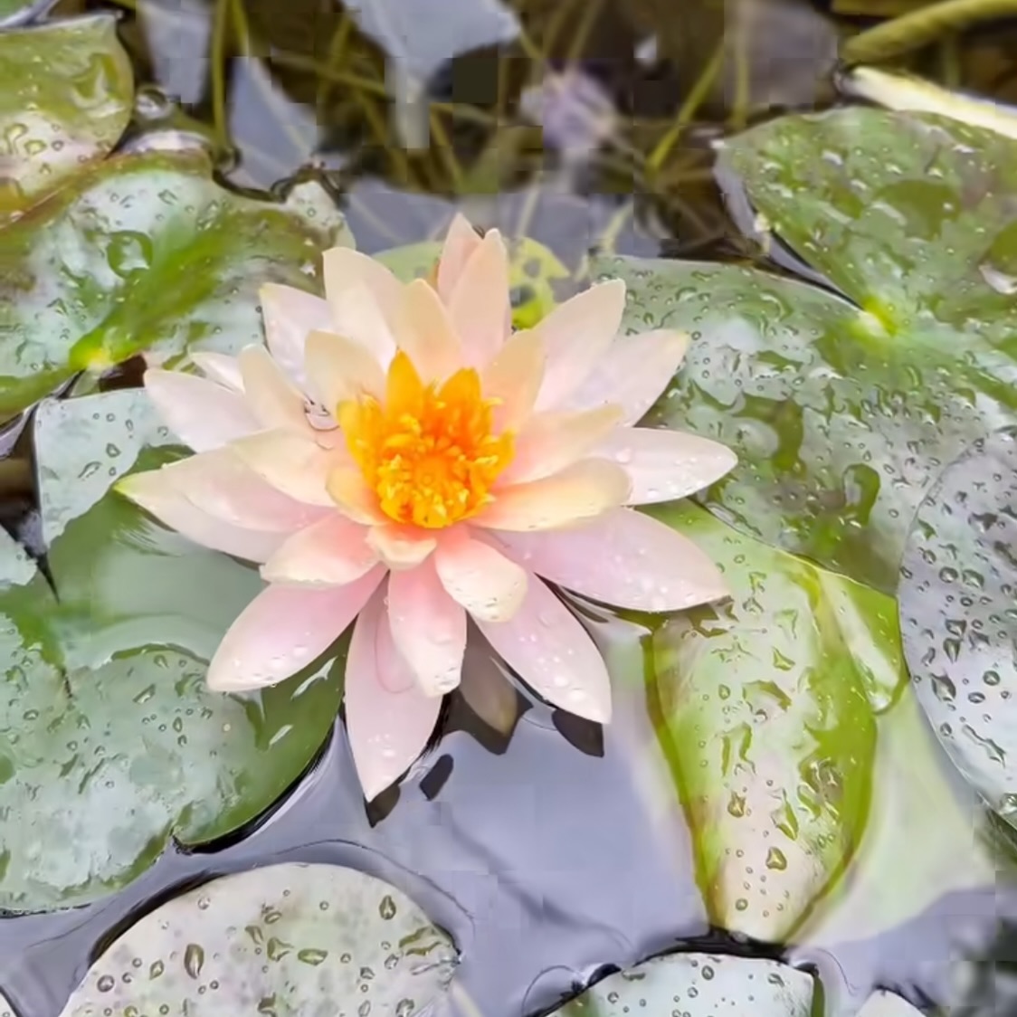 The Gong has shown me eternal acceptance. What is, is as it is. Enabling flow like water. The current infinitely cleansing. The heart constantly breaking, opening to this very moment. Here. Now. Like the words coming from this silent immaculate space. Not right. Or wrong. All is as it is. All that needs to be done is already complete. Acceptance creates a tingling sensation. My muscles relax. My fascia releases. My stomach muscles let go. Allowing all the processing to process, all the memories imprinted in my body to release. I curl over. In deep rest. Letting my body go I come closer to the moment. I find deepest silence. My body hasn’t rested like this in my years of this existence. This state of rest, silence, outpours from my being, like rays of Sun light. Touching the soul of all existence. Offering rest, peaceful space for all to be entirely as it is. This sacred isness. This infinite being. The space where all life and all death exist. Where the lightness and the darkness meet, greet each other, intertwined in this precise moment of time. Where all is. And where all is not. ♾️☀️♾️