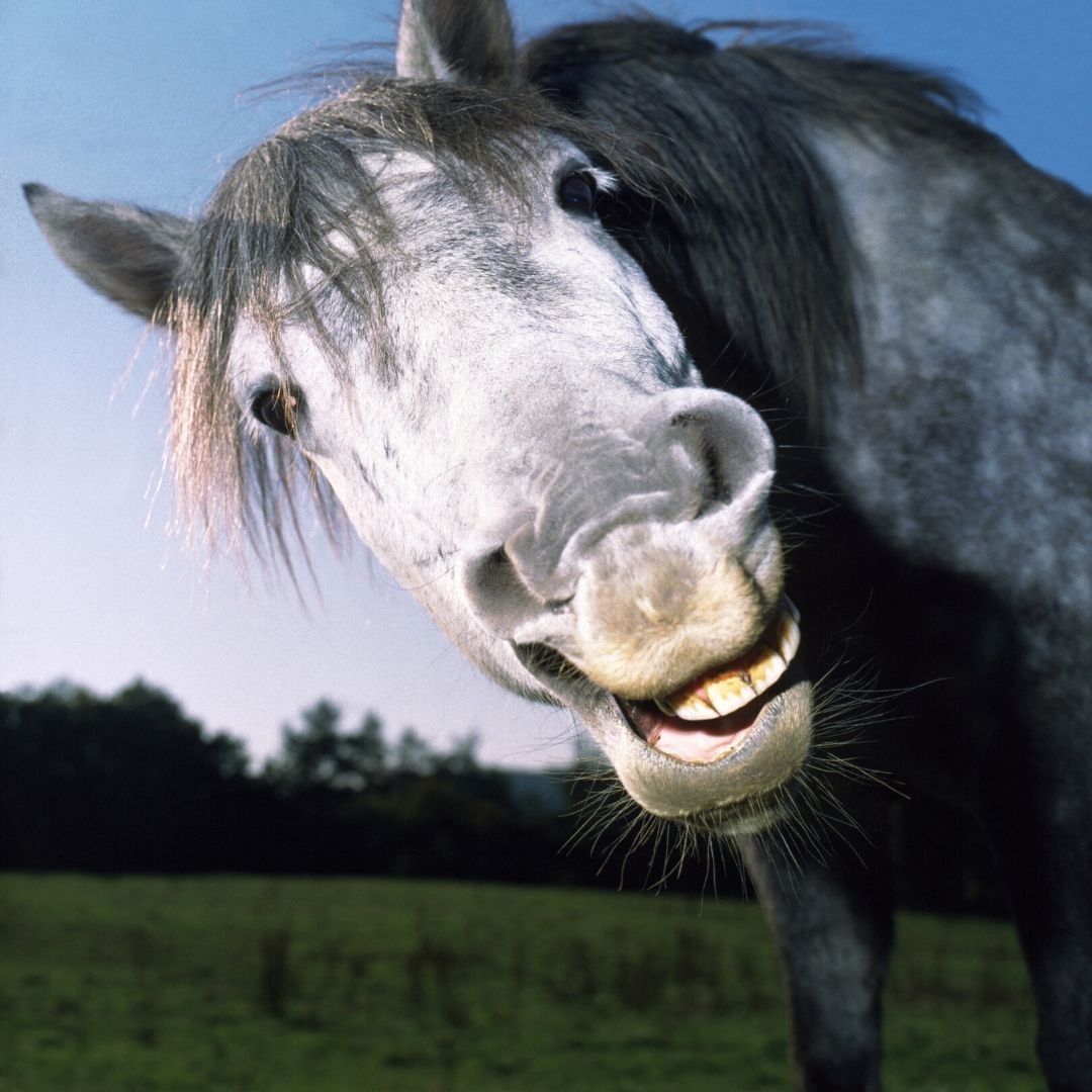 😀 SMILE! 😀
It is the weekend, and this face reflects our mood right now…
#Weekendvibes #Funnyhorsephoto #tackforsale #horsetack #saddleshop #saddlery #uksaddles #cowgirl #westernriding #horseowner #equine #equineworld #horseblog #modelhorsesphotography #horsemodel #horsephotography #saddlesaturday #AlbionSaddlemakers #Amerigo #Tonino #ViniciSolare #newhorsebiz #equinebiz #equinebrand #horselove #SaddleTrader