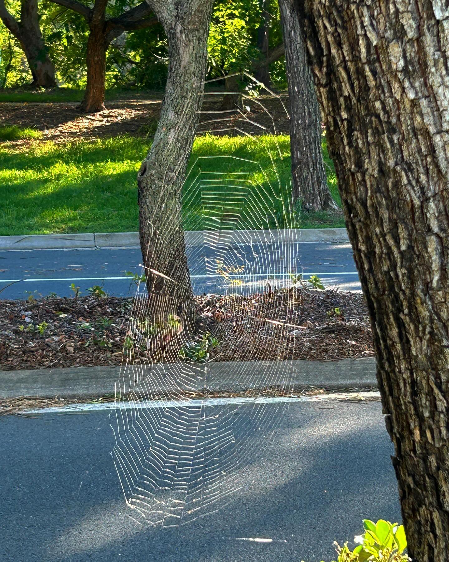 Morning light shows us the finer side of nature. 🕷️ 🌲
#spider #web #spiderwebs #morning #sunshine #light #sunlight #nature #insect