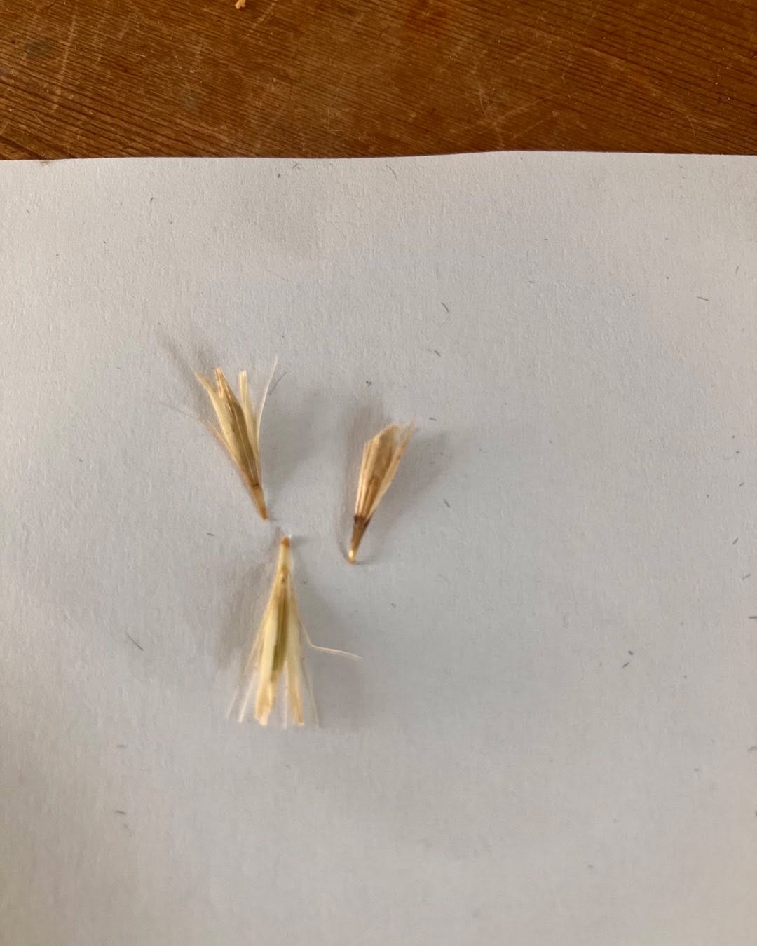 GRASS SEED ALERT. This time of year sees an influx of dry grass seeds and other nasties that can, and do get stuck in your dog’s paws, arm pits and ears. Not only are they very sore they can migrate through the body. Do check in between toes (valleys), underneath the paw and arm pits at the very least every other day at this time of year. I have seen a lot this last week and there is at least one pending operation in amongst them. 🥰