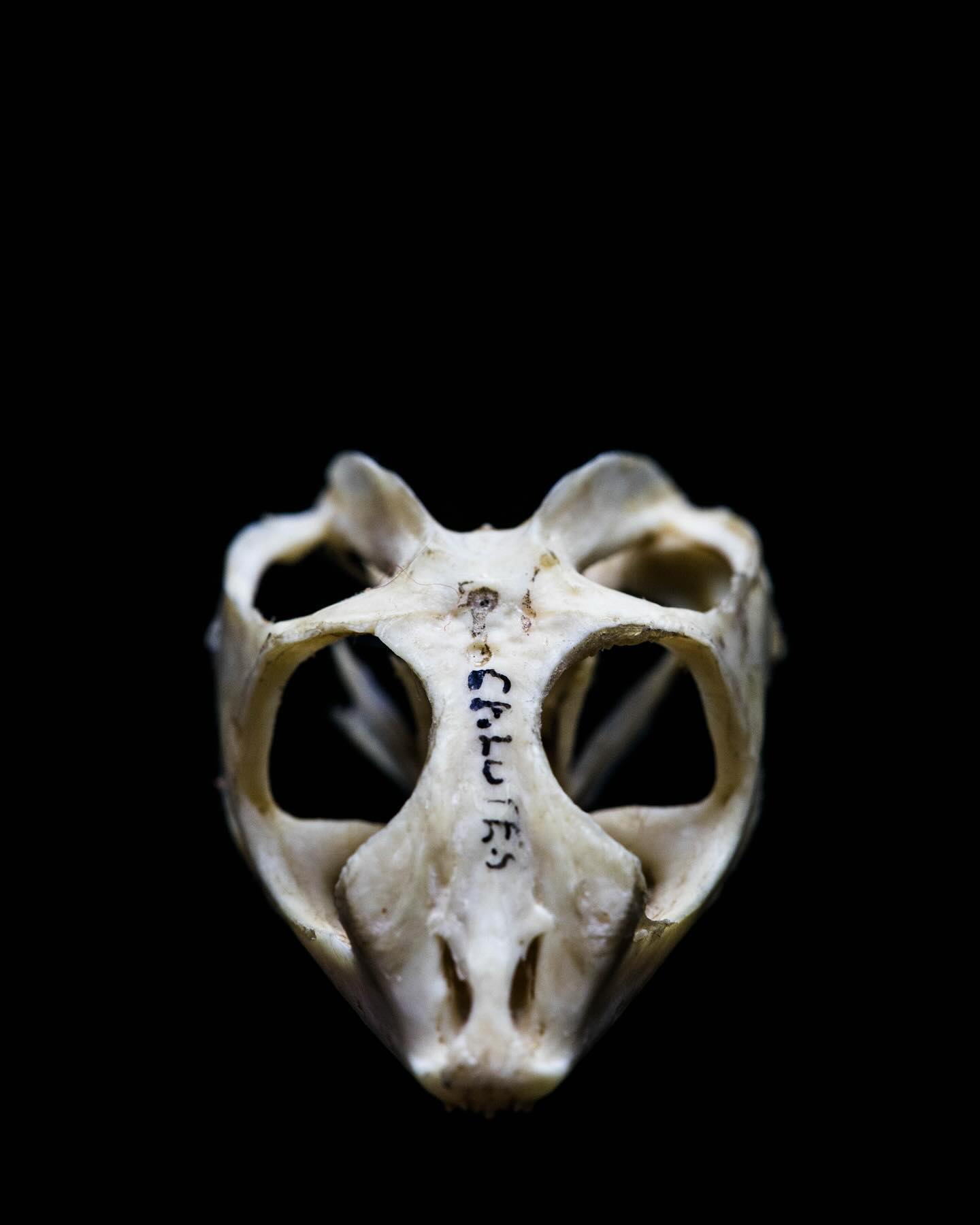 Skull #science #electronmicroscope #laboratory #scienceart #sciencephoto #scientific #scienceweek #research #lab #micro #microscope #microscopy #medicine #medicalsciencestudent #medicalstudent #macrophotography #mineralomics #bio #biology #bioimaging #biologylab #minerals #chemistry #material #engineering #physics #sciencecommunication #ucl #DDCSEM #Mineralomics