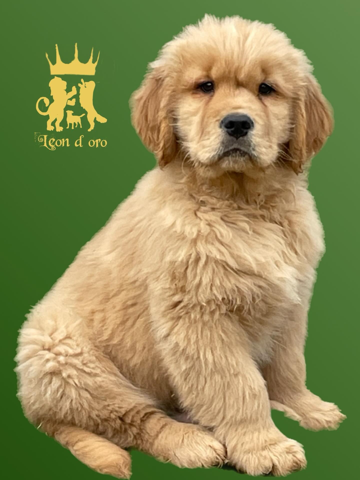 L’eccellenza ha sfumature dorate 🐕🐾🇺🇸❤️ #leondorofamily #allevamentogoldenretriever #cuccioligoldenretriever