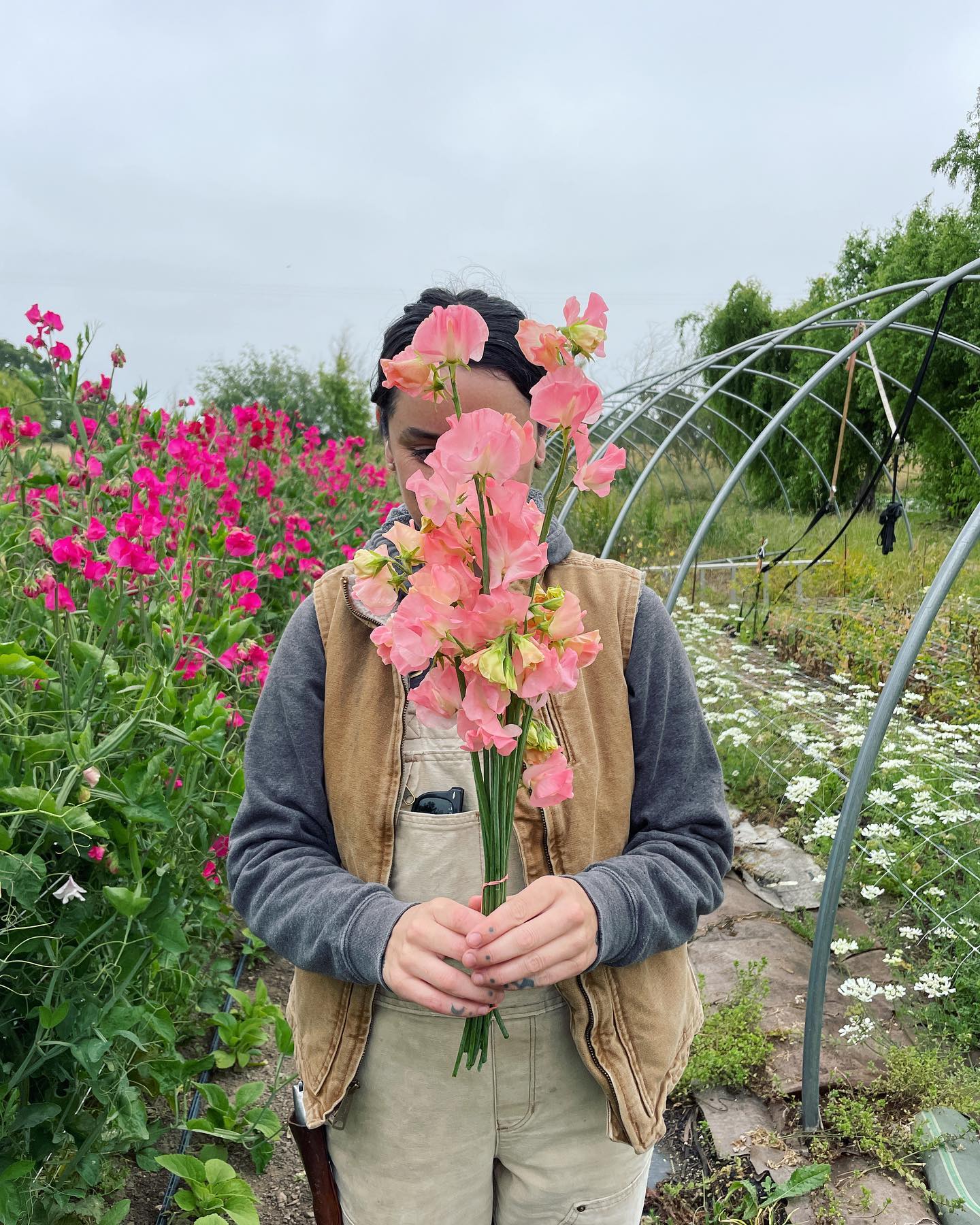 Basking in the glory of these magnificent sweet peas! Our best crop to date. Something thrived in our long wet winter, at least! š