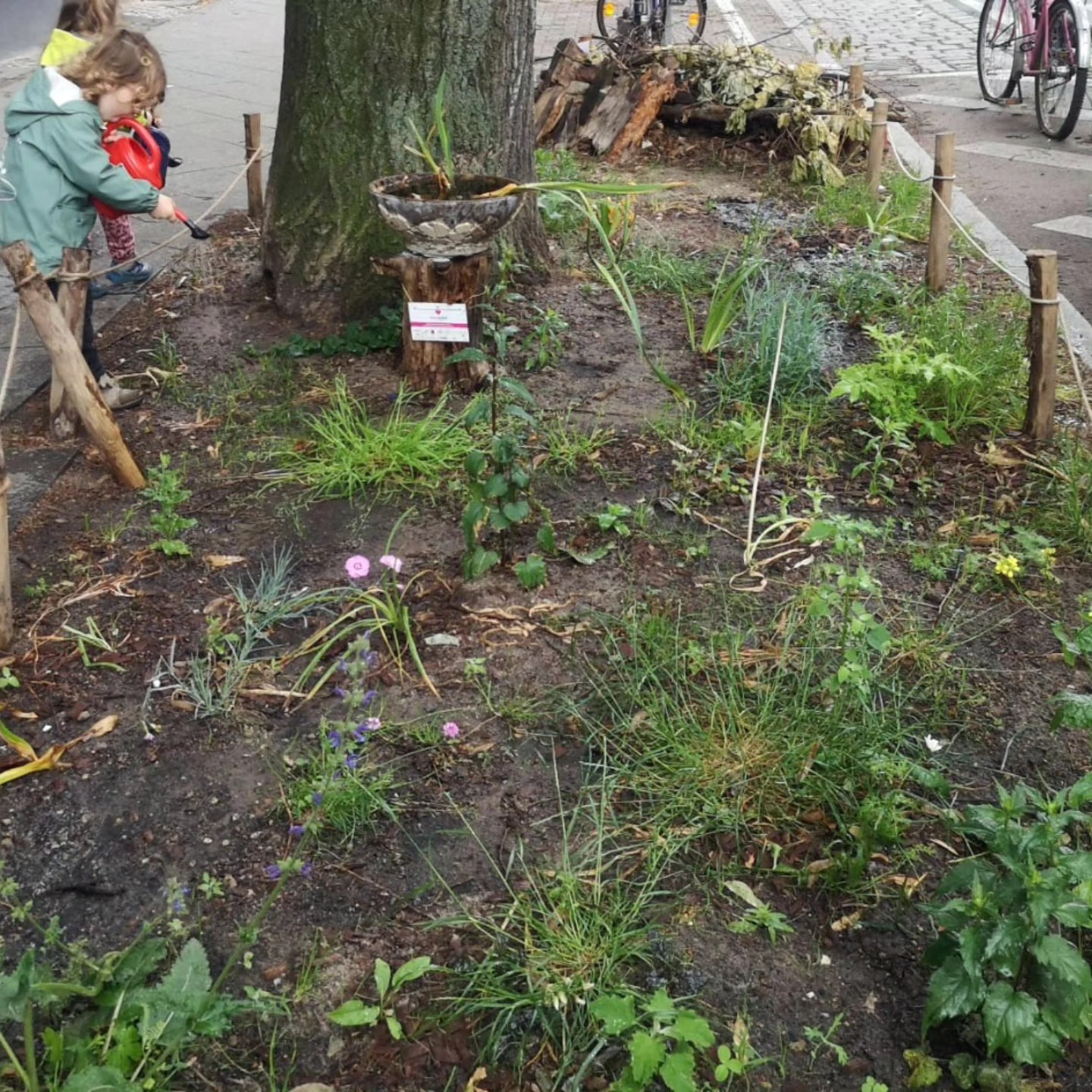Wenn beim Gießen Regenbögen entstehen 🌈💧
👉🏻 Ein Erfahrungsbericht über die Baumscheibe der Kita KitAquarium von Kunst- und Naturpädagogin Anne-Charlotte Viriot @acviriot_kunst_und_natur . Diese ist im Rahmen der Baumscheibenpflanzaktion des Harzackers im letzten Jahr entstanden.
🌱 Seit Sommer 2024 pflegen unsere Kita-Kinder gemeinsam mit Eltern eine eigene Baumscheibe in der Weserstraße. Was als kleines Nachbarschaftsprojekt begann, ist längst Teil unseres Alltags – für die Kinder, das Team und viele Passant*innen.
Mit kleinen Gießkannen und großer Neugier kümmern sich die Kinder und engagierte Eltern in einem wöchentlichen Rhythmus ums Beet, entdecken Spuren von Tieren, erleben die Jahreszeiten – und freuen sich jedes Mal, wenn sich beim Gießen bunte Regenbögen im Sonnenlicht zeigen. 🌈🌞
Leider bleibt das Beet nicht immer ungestört: Immer wieder finden wir Müll, Zigarettenkippen oder Hundekot. Das tut weh, gerade wenn man sieht wie hingebungsvoll das Beet gepflegt wird. Umso wertvoller sind die Gespräche mit den Kindern darüber, wie wichtig Rücksicht und Achtsamkeit im öffentlichen Raum sind. ♻️🌱
Aus der Nachbarschaft kommt jedoch viel Unterstützung: Pflanzen, Gespräche, Dankbarkeit. Ein Ort, der verbindet und lebendig bleibt.
Unser Fazit:
Wir würden jeder Einrichtung empfehlen, selbst eine Baumscheibe zu bepflanzen. Es macht die Straße schöner, stärkt das Miteinander und schafft einen konkreten Lernort für Kinder. Und für Bienen, Regenwürmer – und vielleicht auch das eine oder andere neugierige Stadt-Nagetier. 🐝🌼🐭
👉🏻 Den vollen Text findet ihr in unserem Blog auf der HarzAcker-Website! 😊
#KitaProjekt #Baumscheibe #Umweltbildung #NaturErleben #Stadtgrün #Nachbarschaft #HarzAcker #parzellex #pflanzdeinkiez #urbangardening #urbangardeningberlin #communitygardening #gemeinschaftsgarten #workshop #partizipation #qmharzerstrasse #stadtnatur #gesundeernährung #neukölln #harzerkiez #senatsverwaltung #berlin